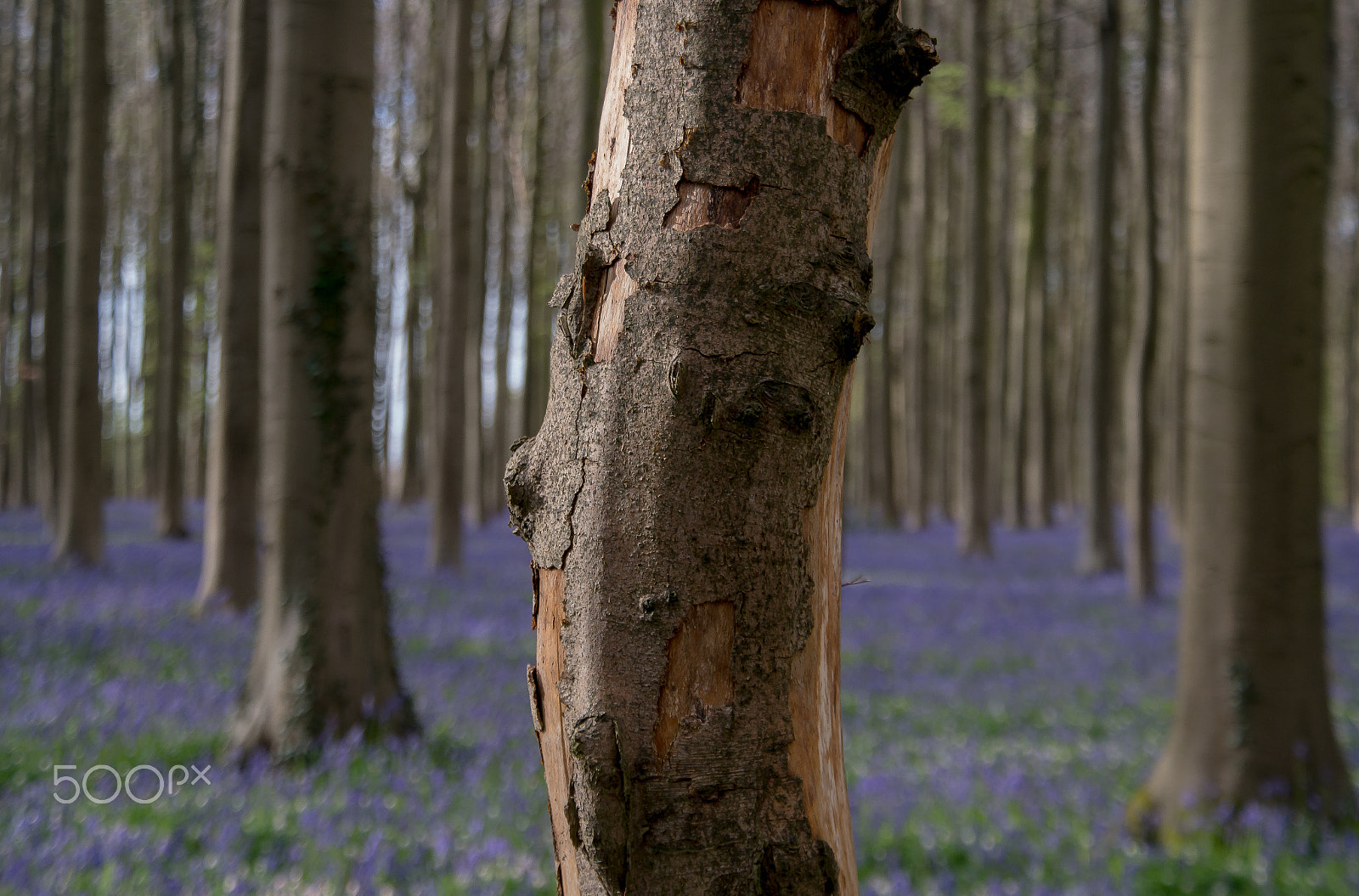 Samsung NX 18-200mm F3.5-6.3 ED OIS sample photo. The tree trunk photography