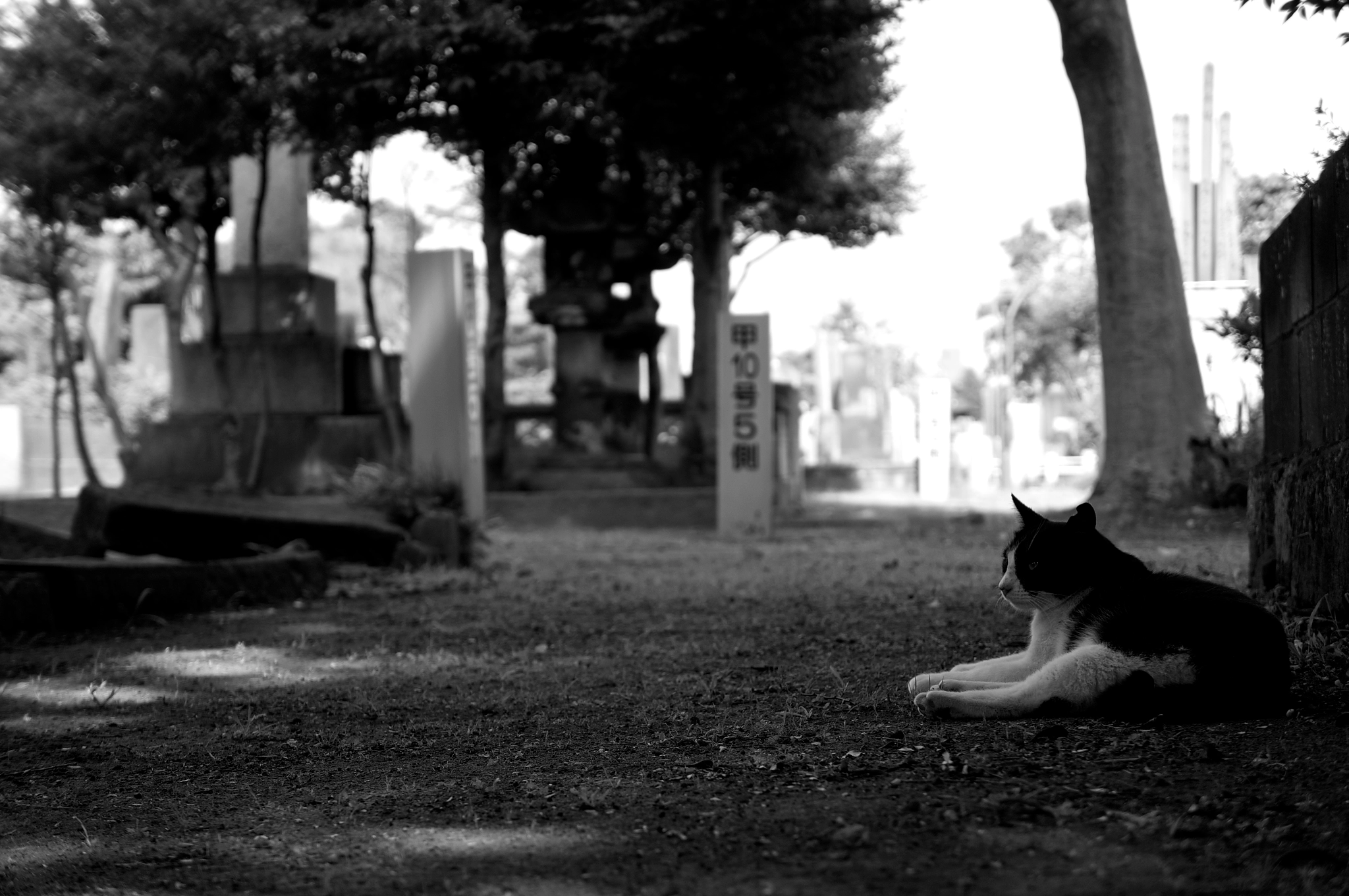 Sony Alpha NEX-5R + Sony E 18-55mm F3.5-5.6 OSS sample photo. Cemetery cat photography