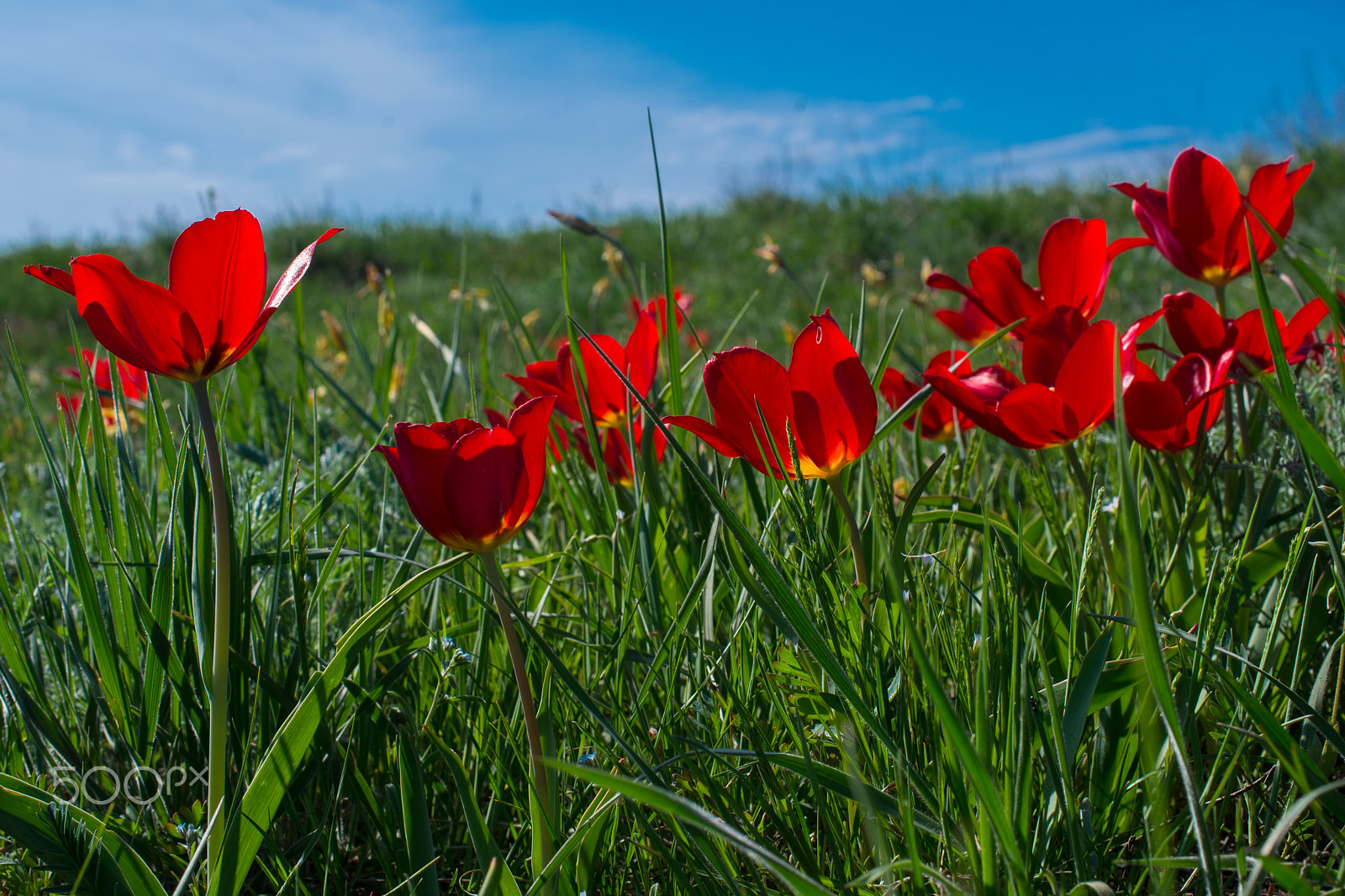 Nikon D610 + Nikon AF-S DX Micro Nikkor 40mm F2.8 sample photo. Wild tulips in steppe photography