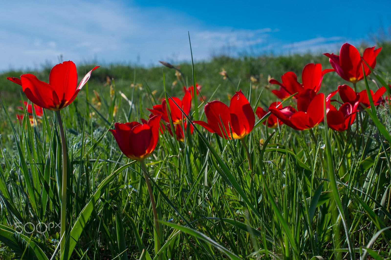 Nikon AF-S DX Micro Nikkor 40mm F2.8 sample photo. Wild tulips in steppe photography