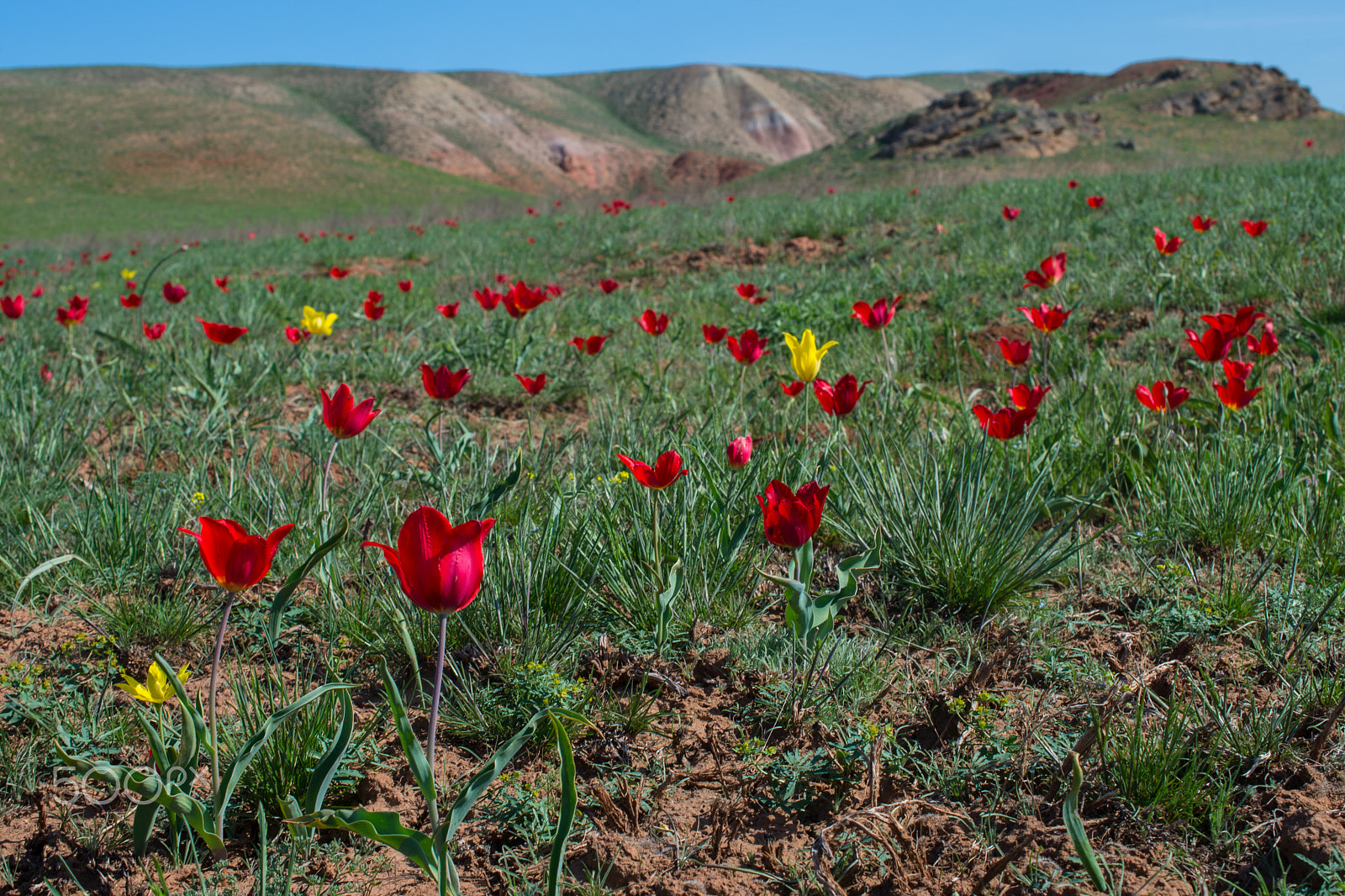 Nikon AF-S DX Micro Nikkor 40mm F2.8 sample photo. Wild tulips in steppe photography