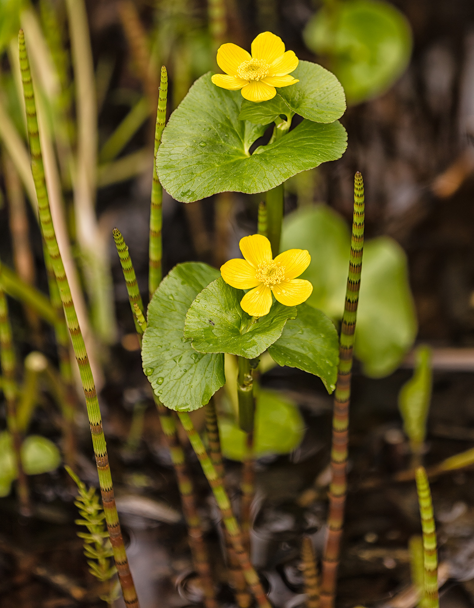 Canon EF 180mm F3.5L Macro USM sample photo. Marsh marigold photography