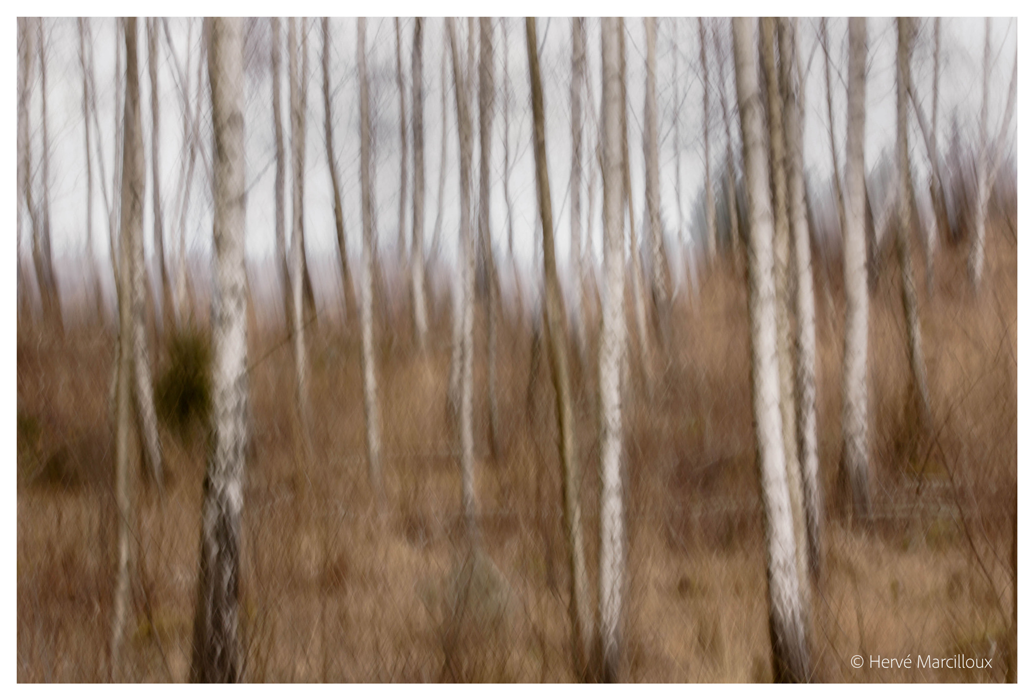 Sony SLT-A77 sample photo. Mysterious trees photography