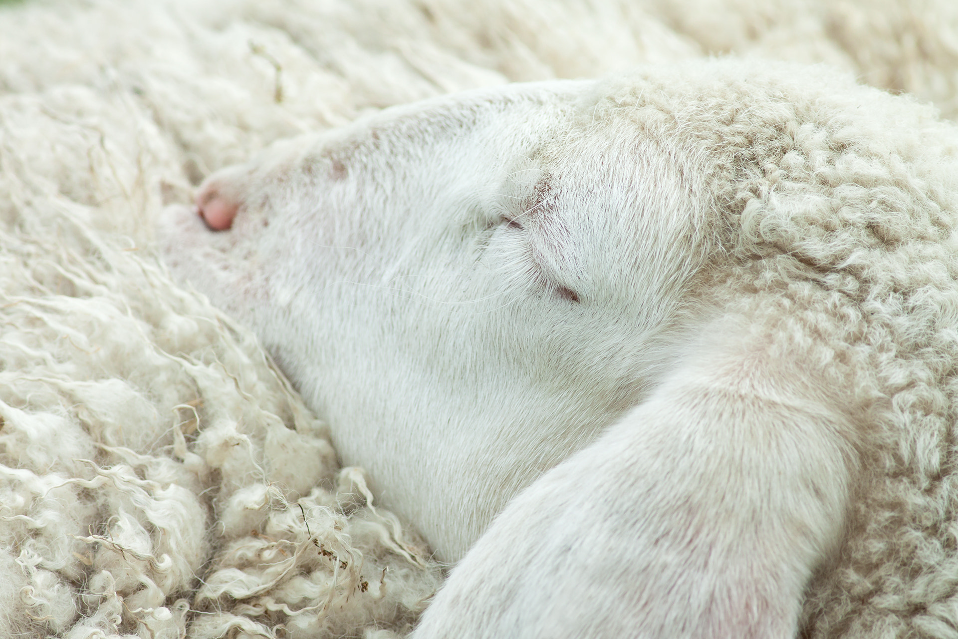 Canon EOS 50D + Canon EF 400mm F5.6L USM sample photo. The sleeping lamb photography