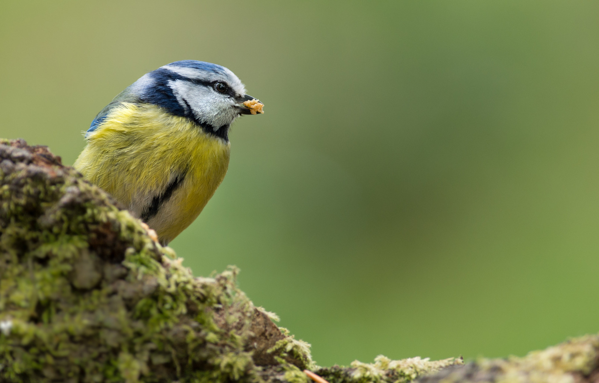 Pentax smc DA* 300mm F4.0 ED (IF) SDM sample photo. Blue tit/blaumeise/pimpelmees photography