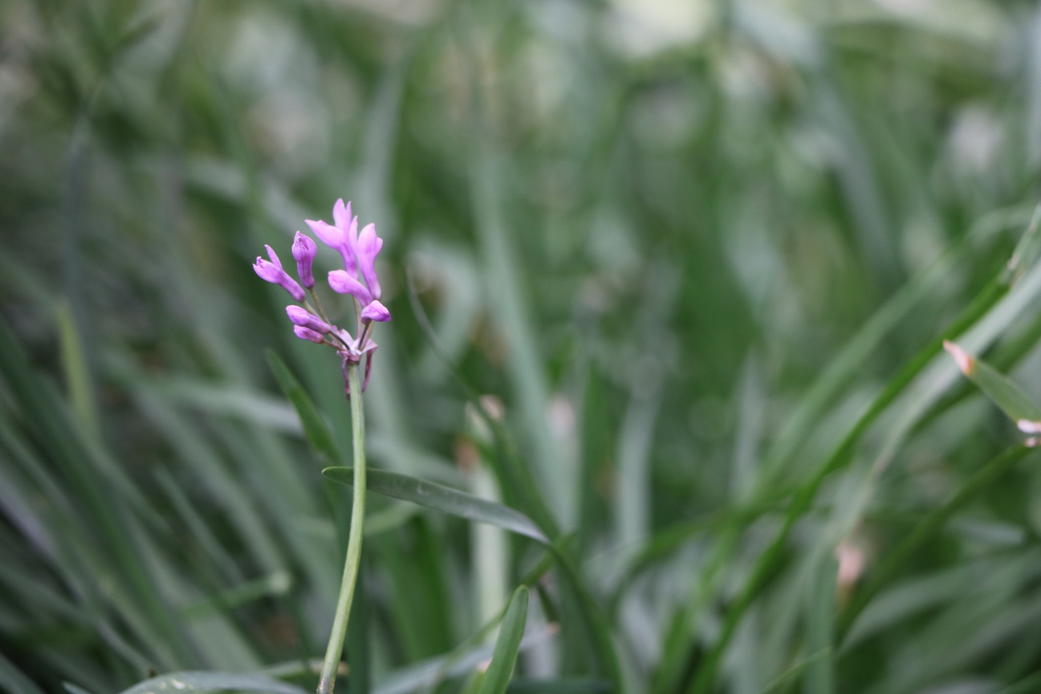 Canon EOS 760D (EOS Rebel T6s / EOS 8000D) + Canon EF-S 18-135mm F3.5-5.6 IS STM sample photo