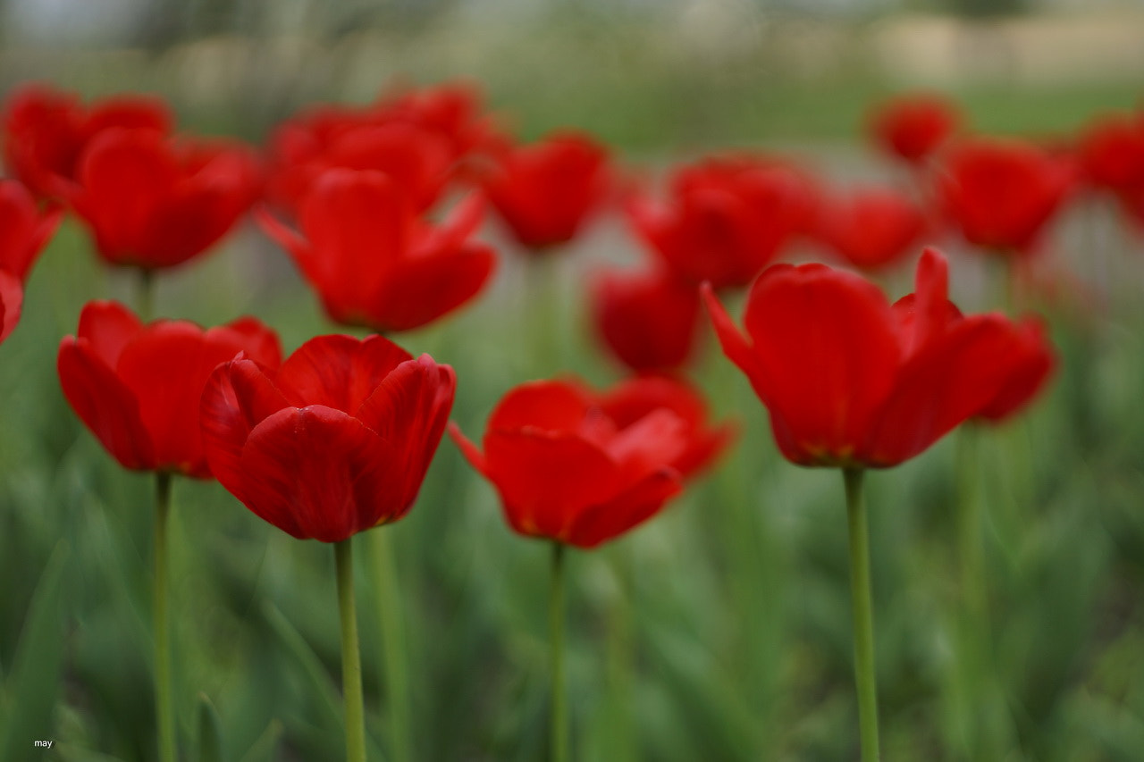 Sony SLT-A65 (SLT-A65V) + Minolta AF 50mm F1.7 sample photo. *** photography