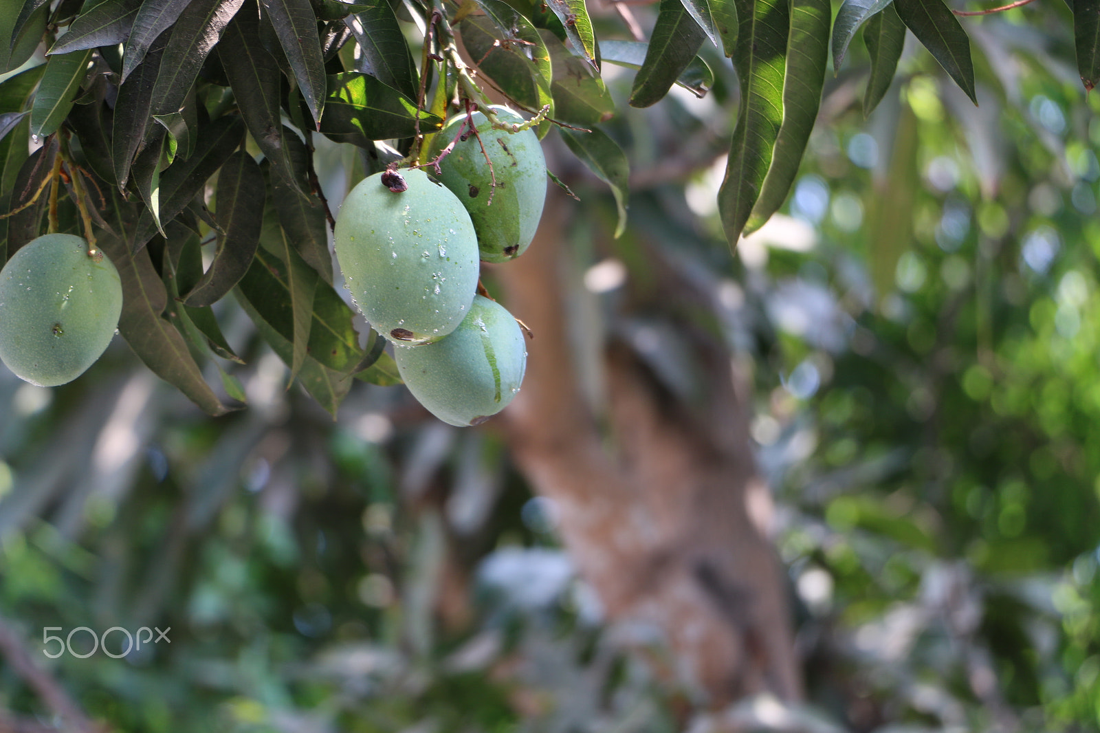 Canon EOS 70D sample photo. Mangos photography