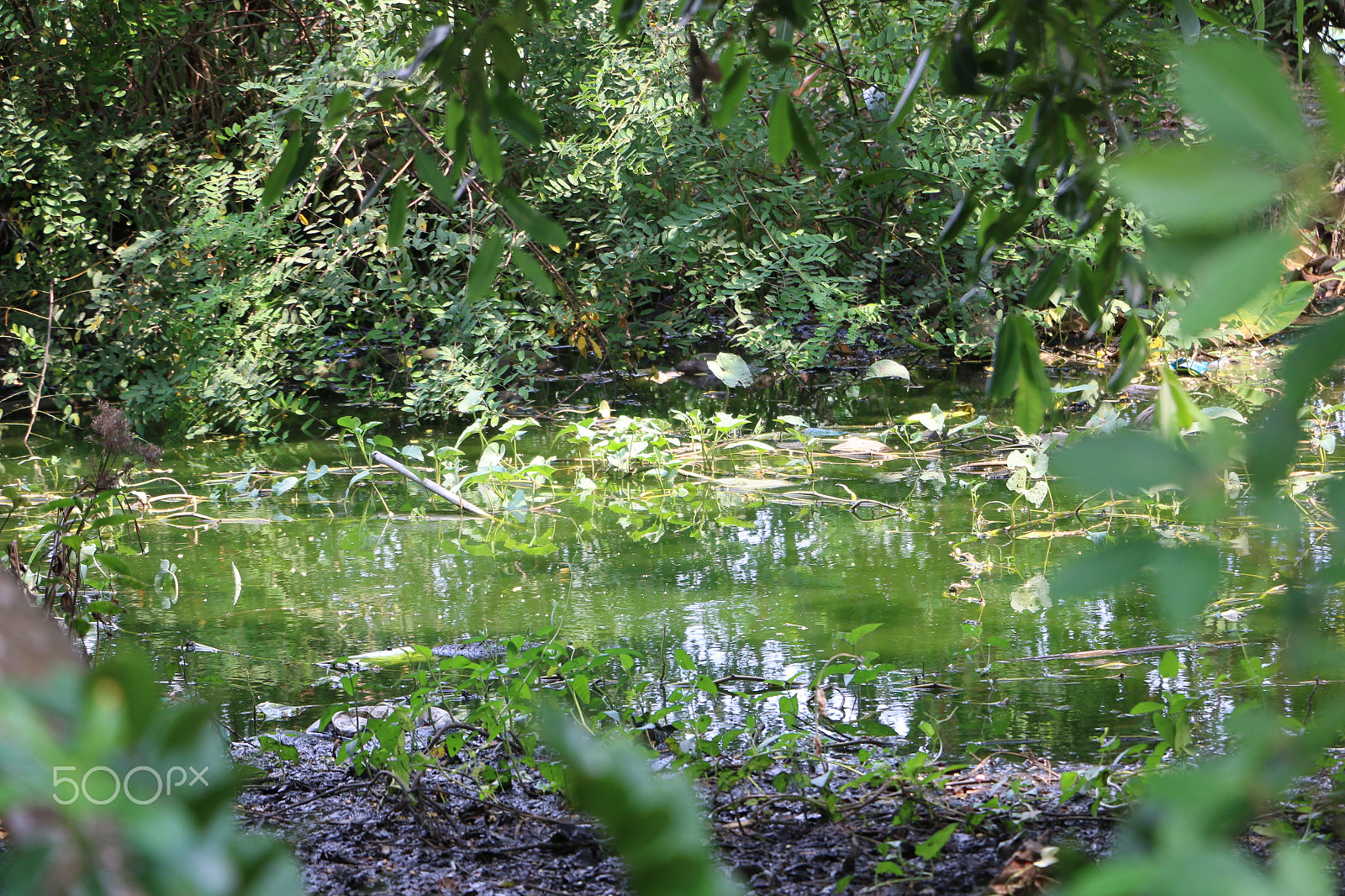 Canon EOS 70D + Canon EF-S 18-135mm F3.5-5.6 IS STM sample photo. Pond photography