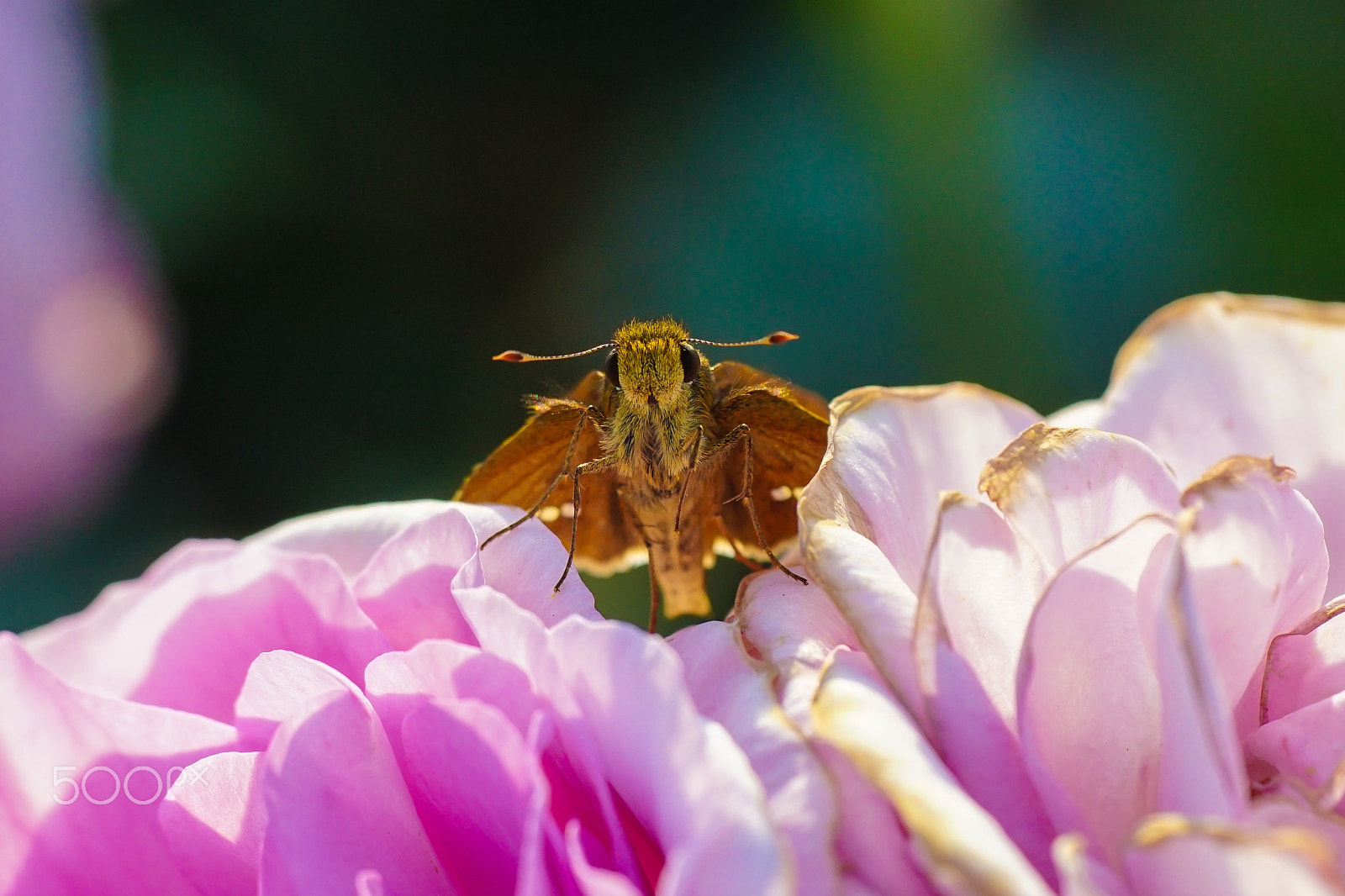 Sony ILCA-77M2 + Minolta AF 100mm F2.8 Macro [New] sample photo. Skipper photography