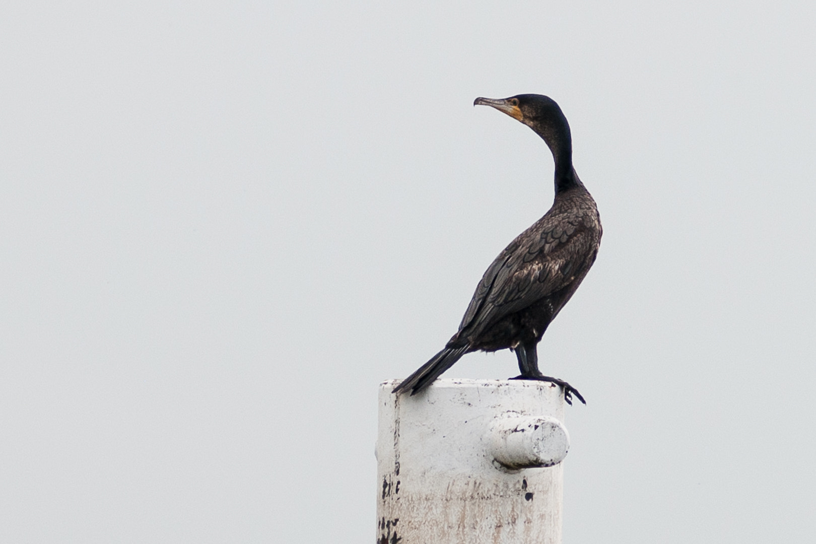 Nikon D3X sample photo. Cormorant photography