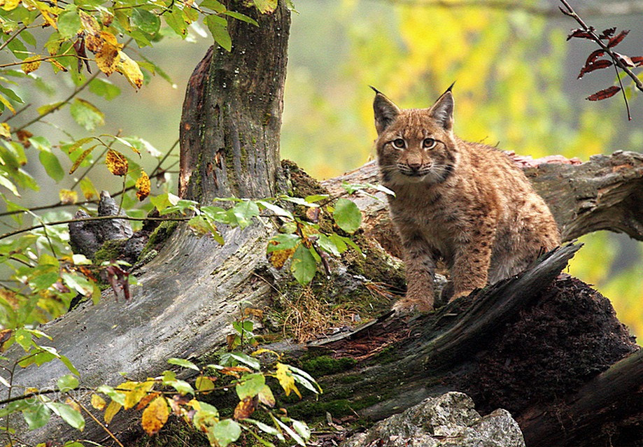 Canon EF 70-300mm F4-5.6L IS USM sample photo. Young lynx photography