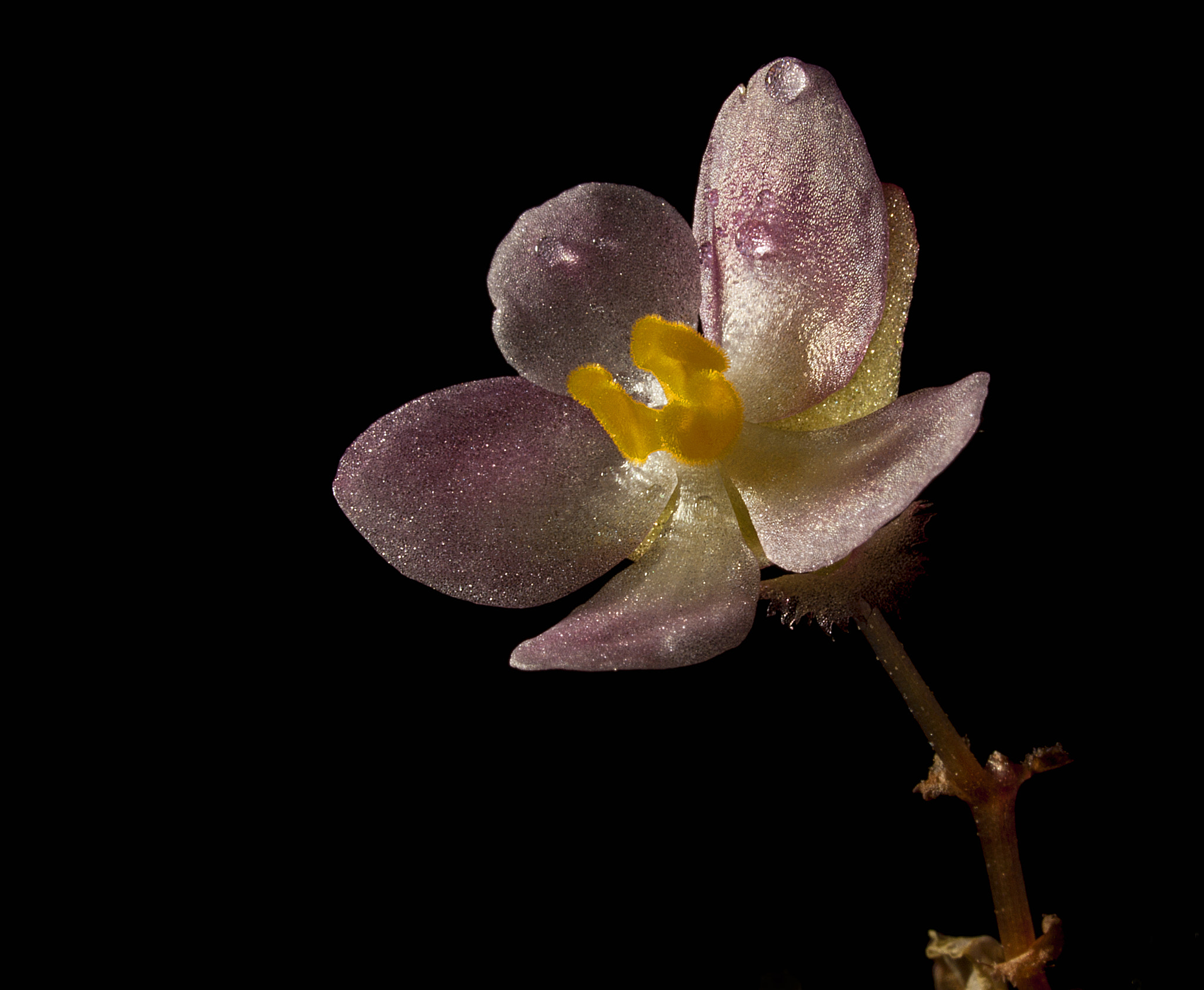 Olympus E-600 (EVOLT E-600) + OLYMPUS 35mm Lens sample photo. Flor nocturna photography