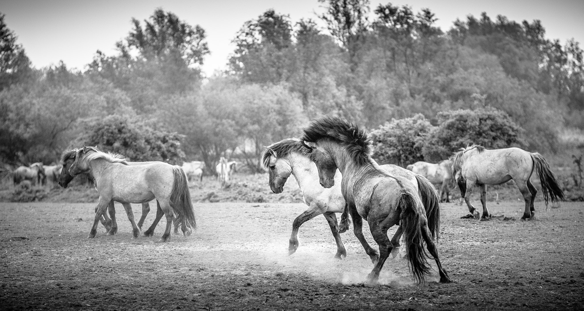 Canon EOS 5D + Canon EF 135mm F2.8 SF sample photo. Konik horses photography