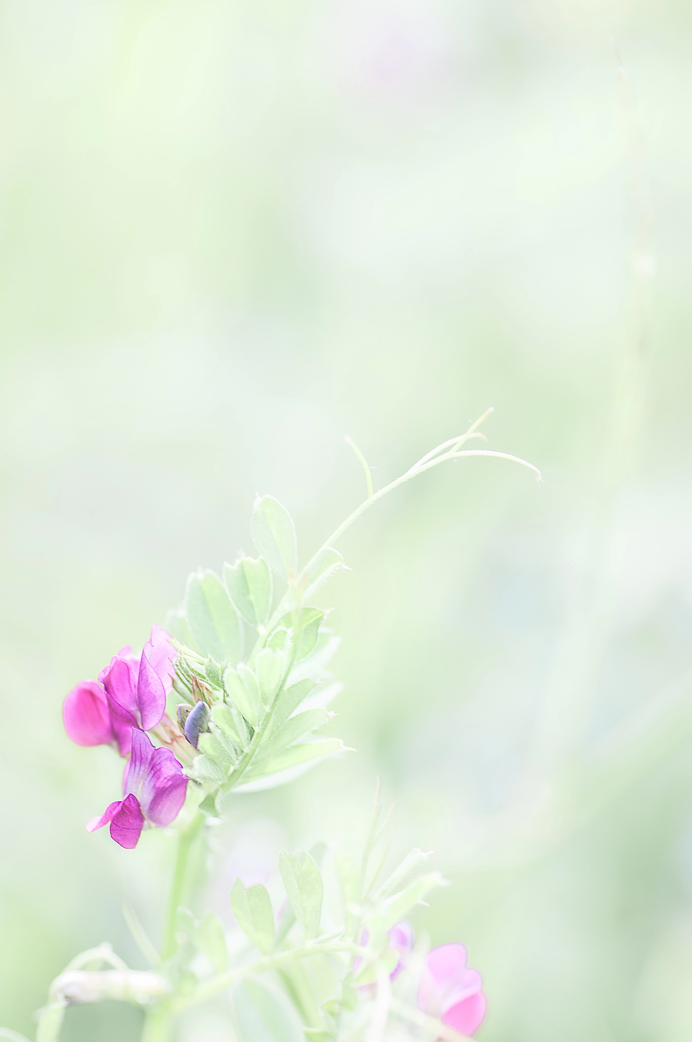 Nikon D300S sample photo. Fleur sauvage photography