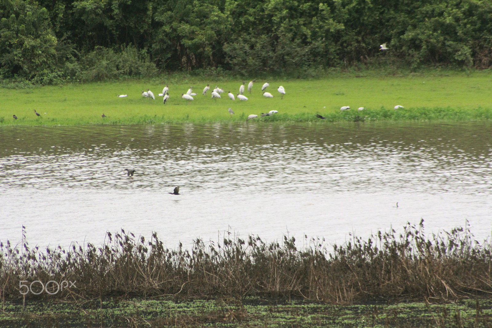 Sigma 70-300mm F4-5.6 APO DG Macro sample photo. Aves del pantanal - bolivia photography