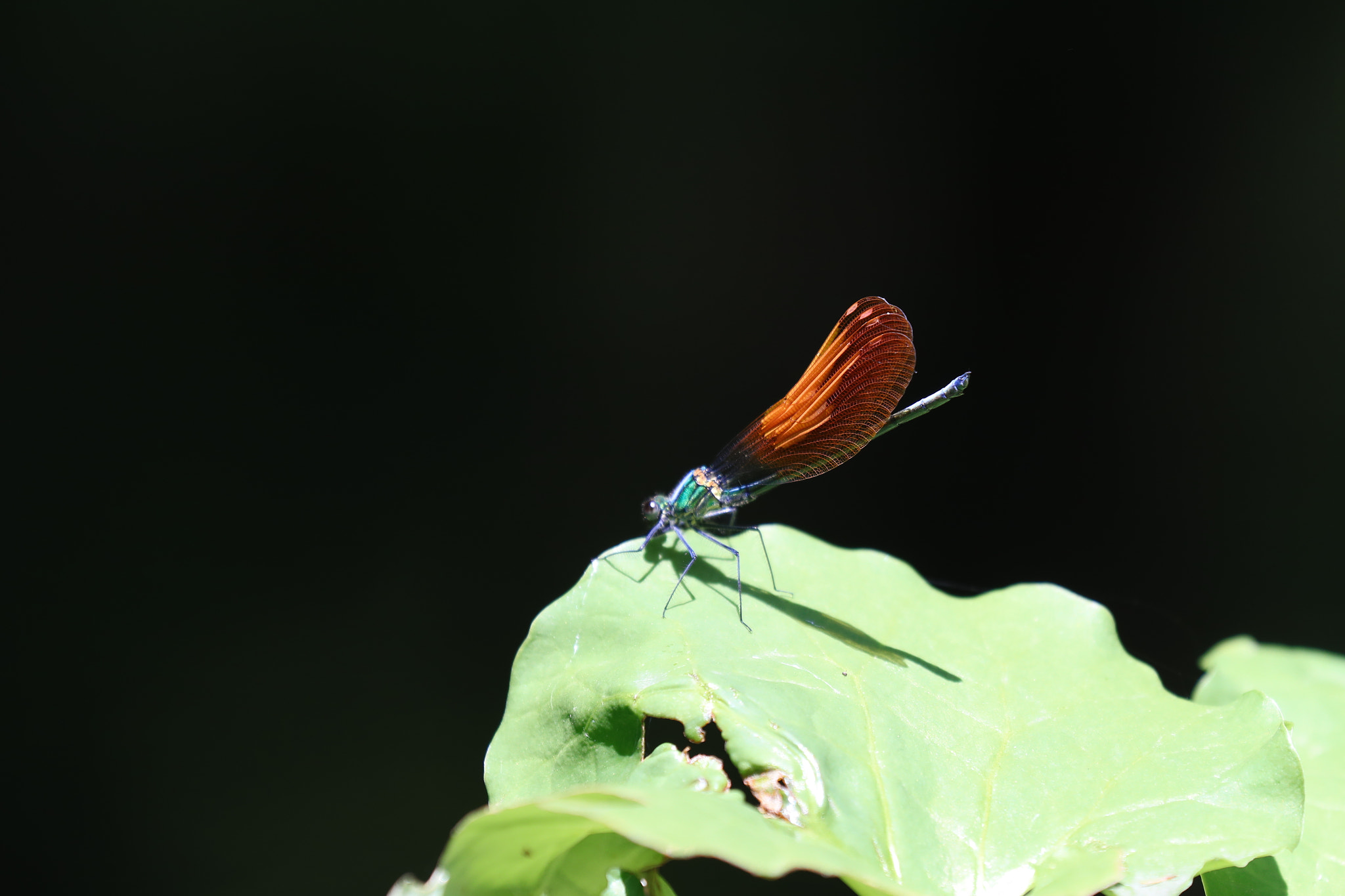 Canon EF 70-200mm F2.8L IS II USM sample photo. 26819172520.jpg photography