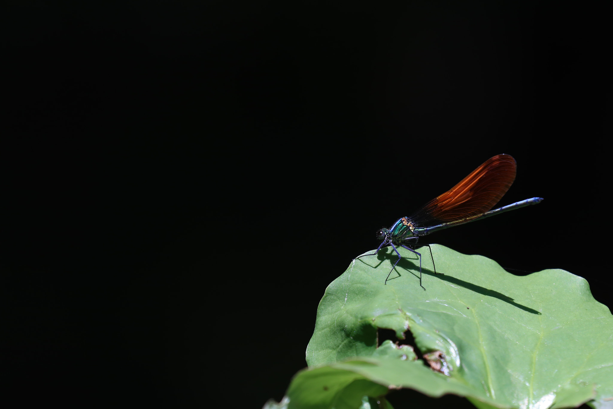 Canon EF 70-200mm F2.8L IS II USM sample photo. 27060188466.jpg photography