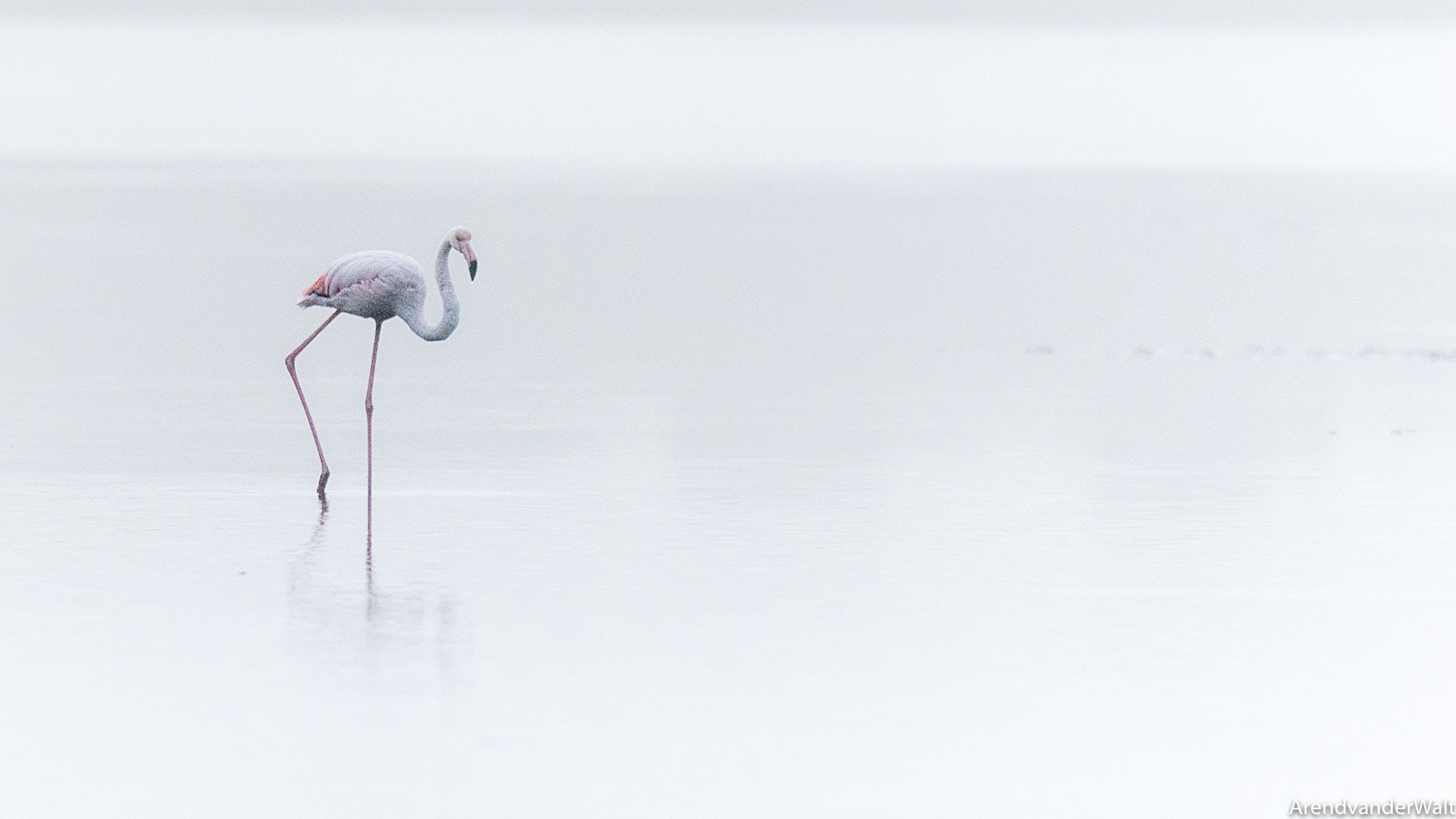 Nikon D7200 + Nikon AF-S Nikkor 500mm F4G ED VR sample photo. Flamingoes in the mist photography