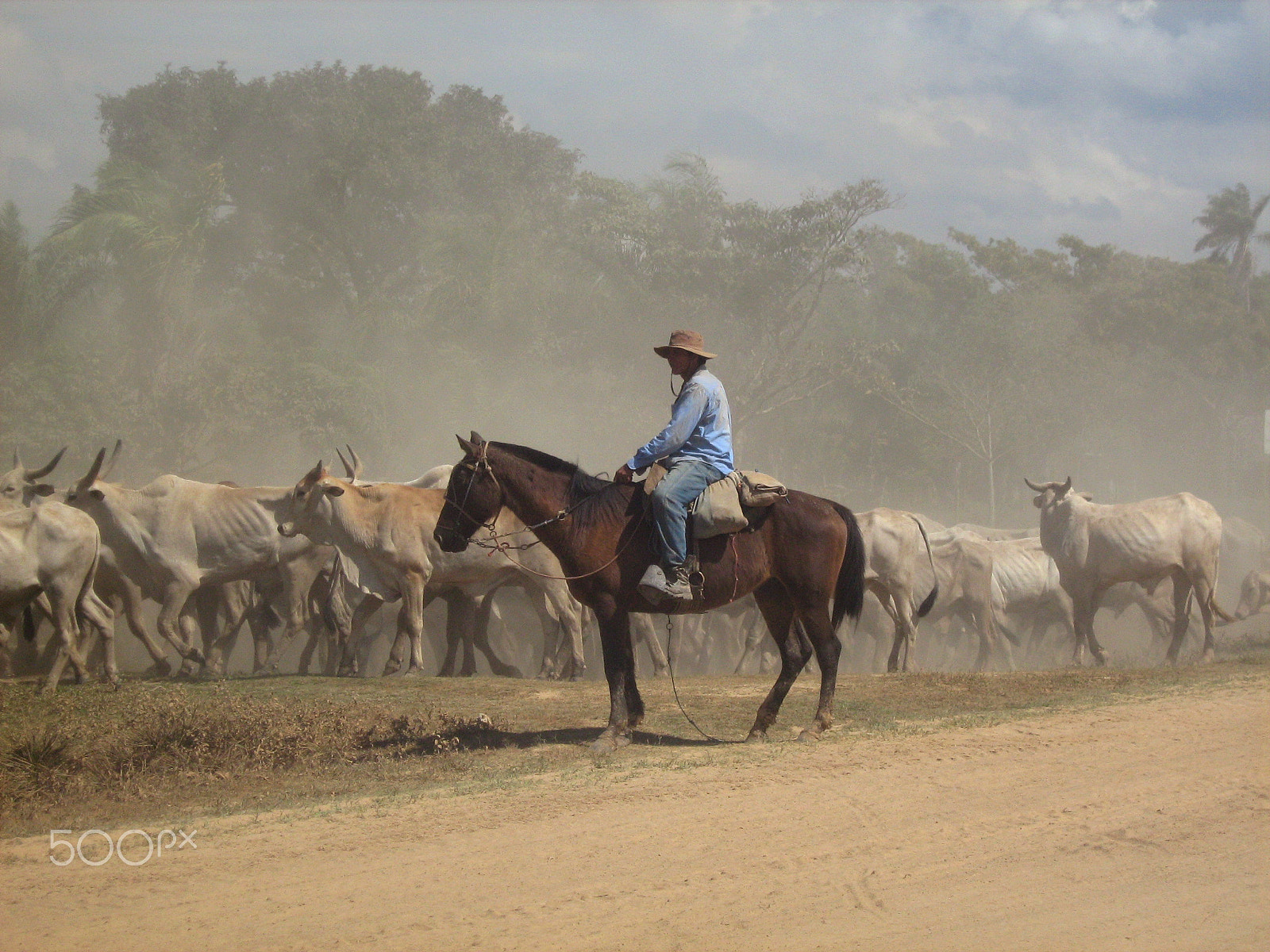 Canon POWERSHOT A460 sample photo. Faena campestre - bolivia photography