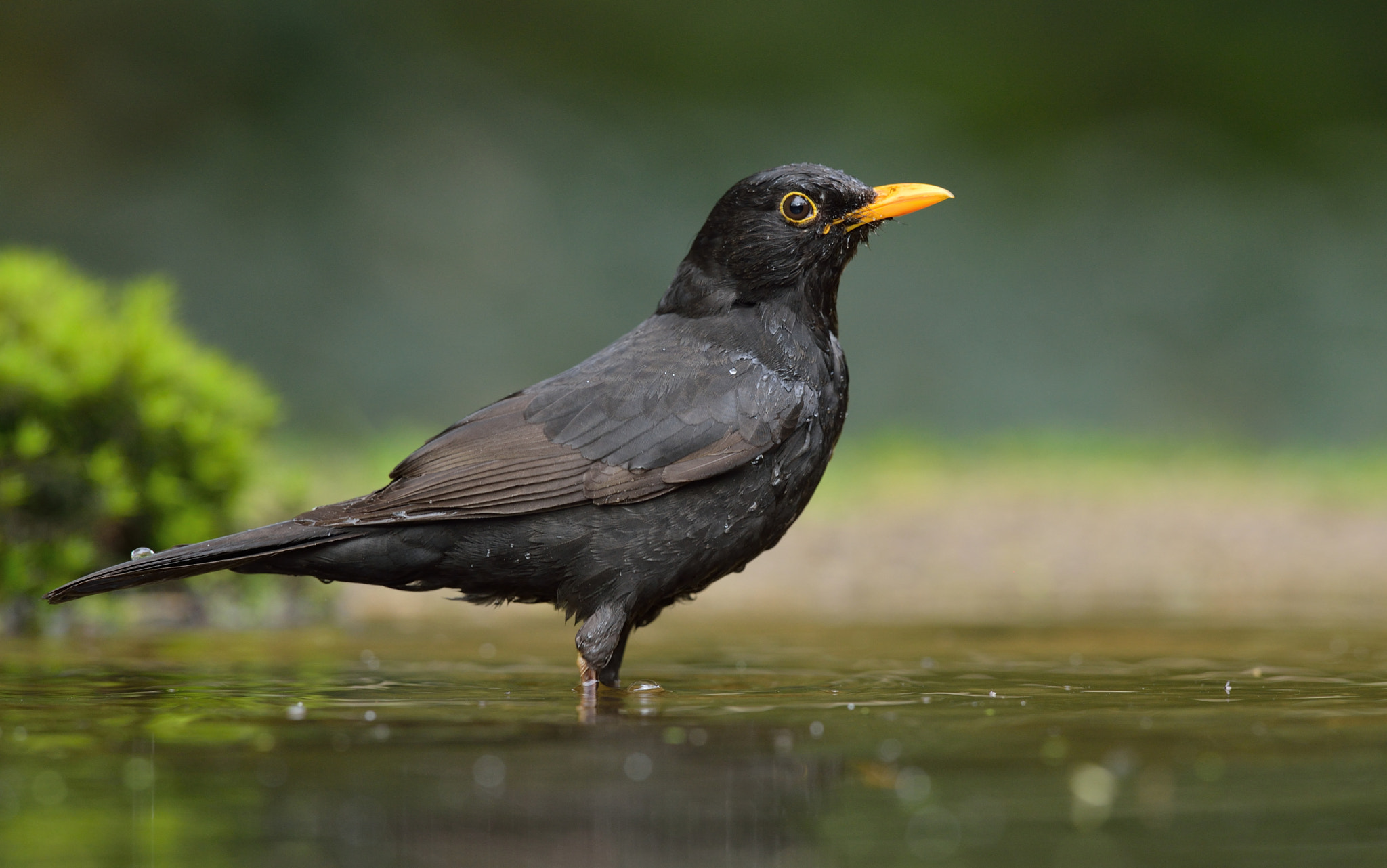 Nikon AF-S Nikkor 400mm F2.8D ED-IF II sample photo. Merel photography