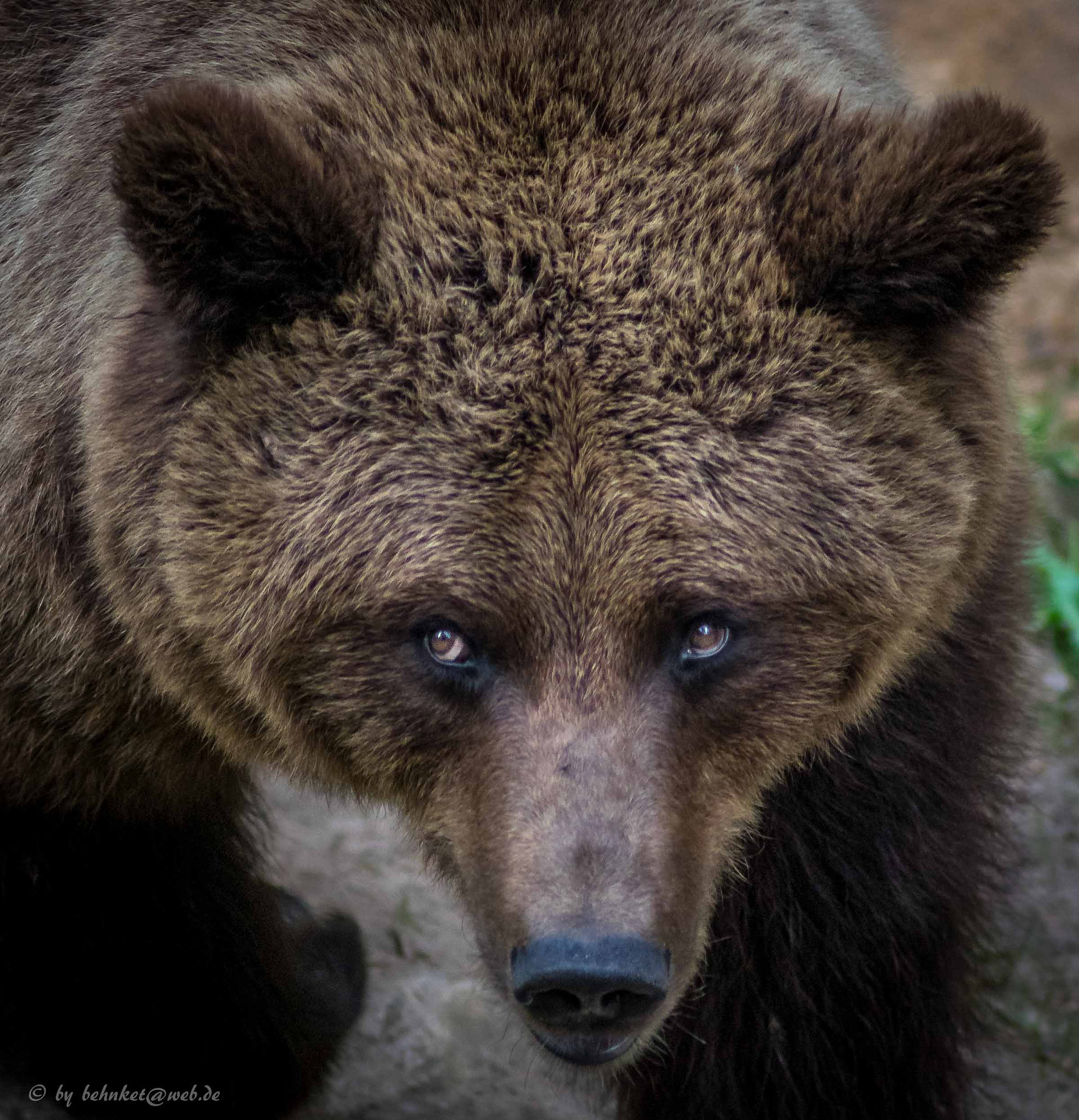 Sony 75-300mm F4.5-5.6 sample photo. Brown bear photography