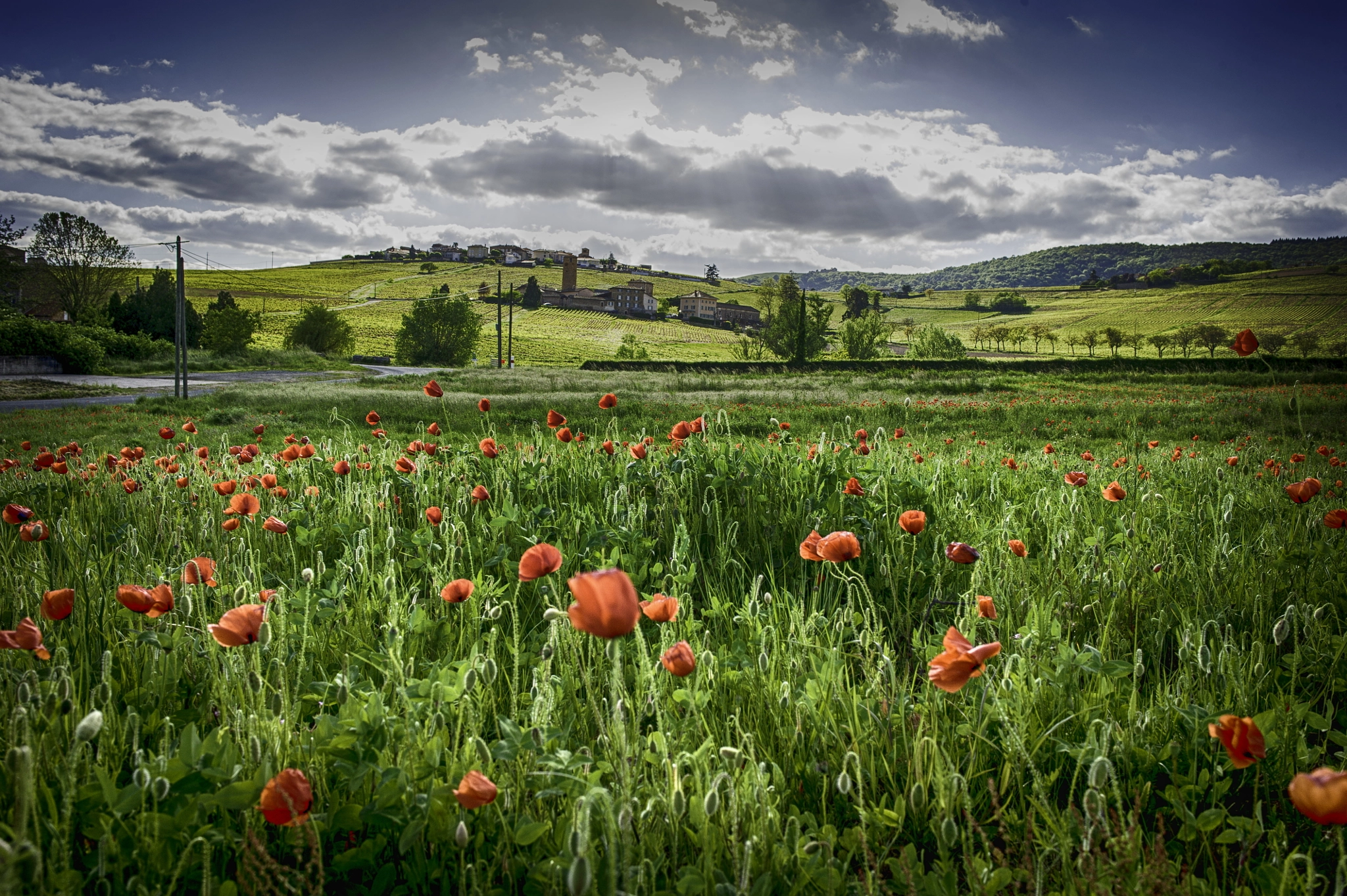 Nikon D3 + Nikon AF-S Nikkor 28mm F1.8G sample photo. Poppy photography