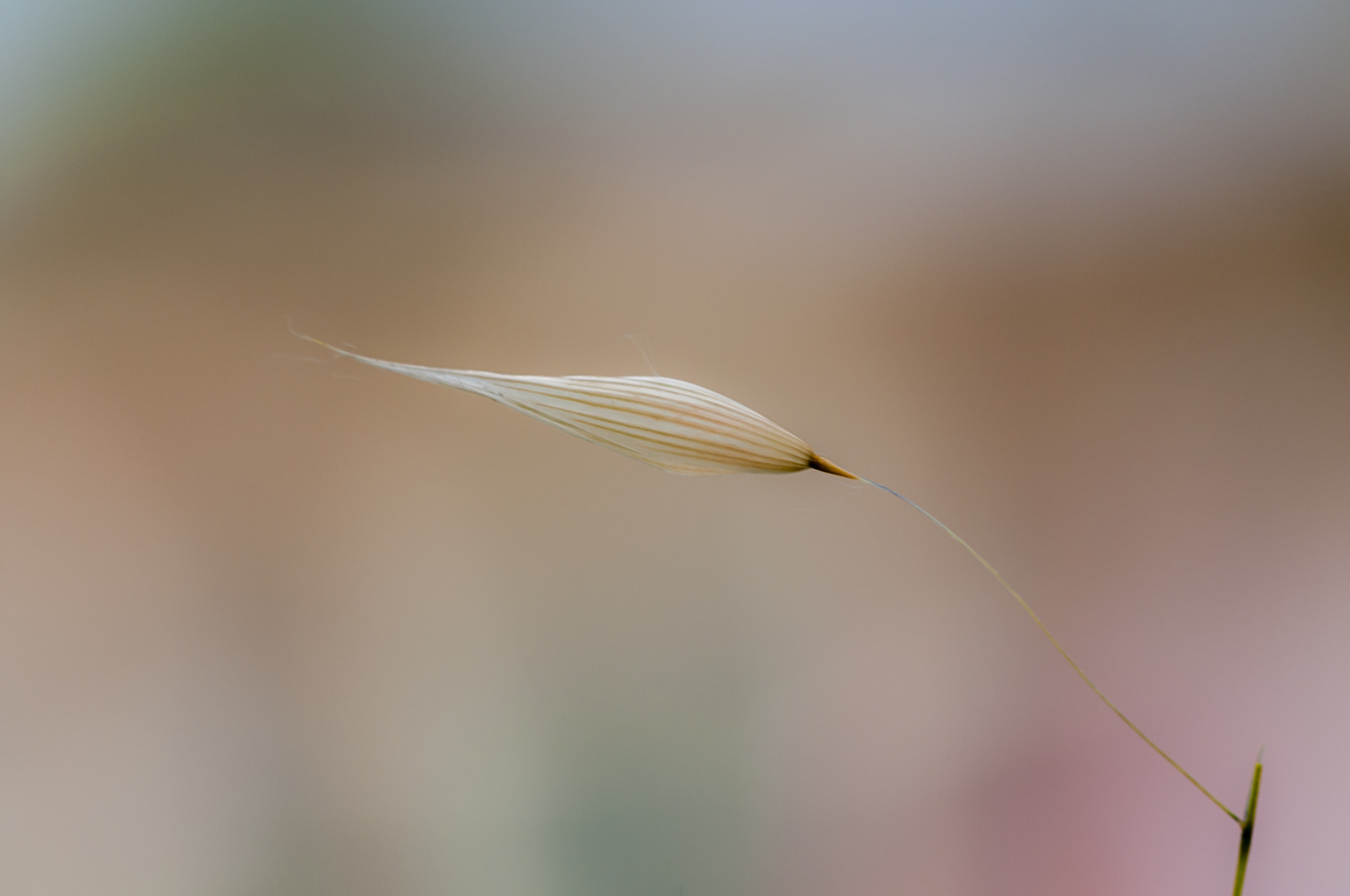 Sigma APO Macro 180mm F3.5 EX DG HSM sample photo. Naturaleza photography