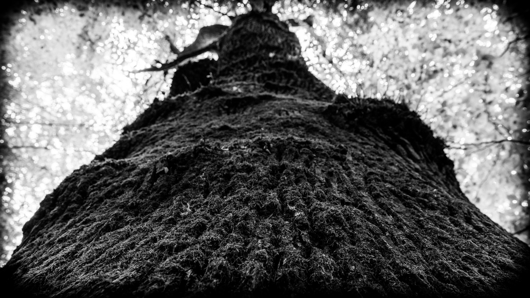24-105mm F4 sample photo. Climb it photography
