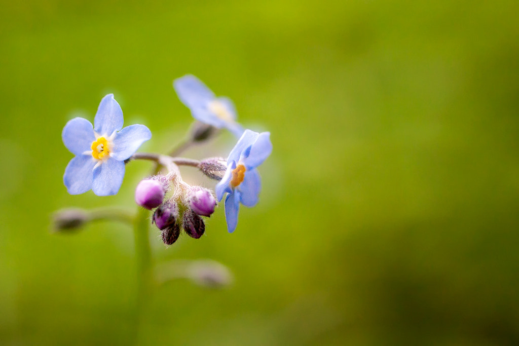 Canon EOS 50D + Canon EF 50mm F2.5 Macro sample photo. 3 + x photography