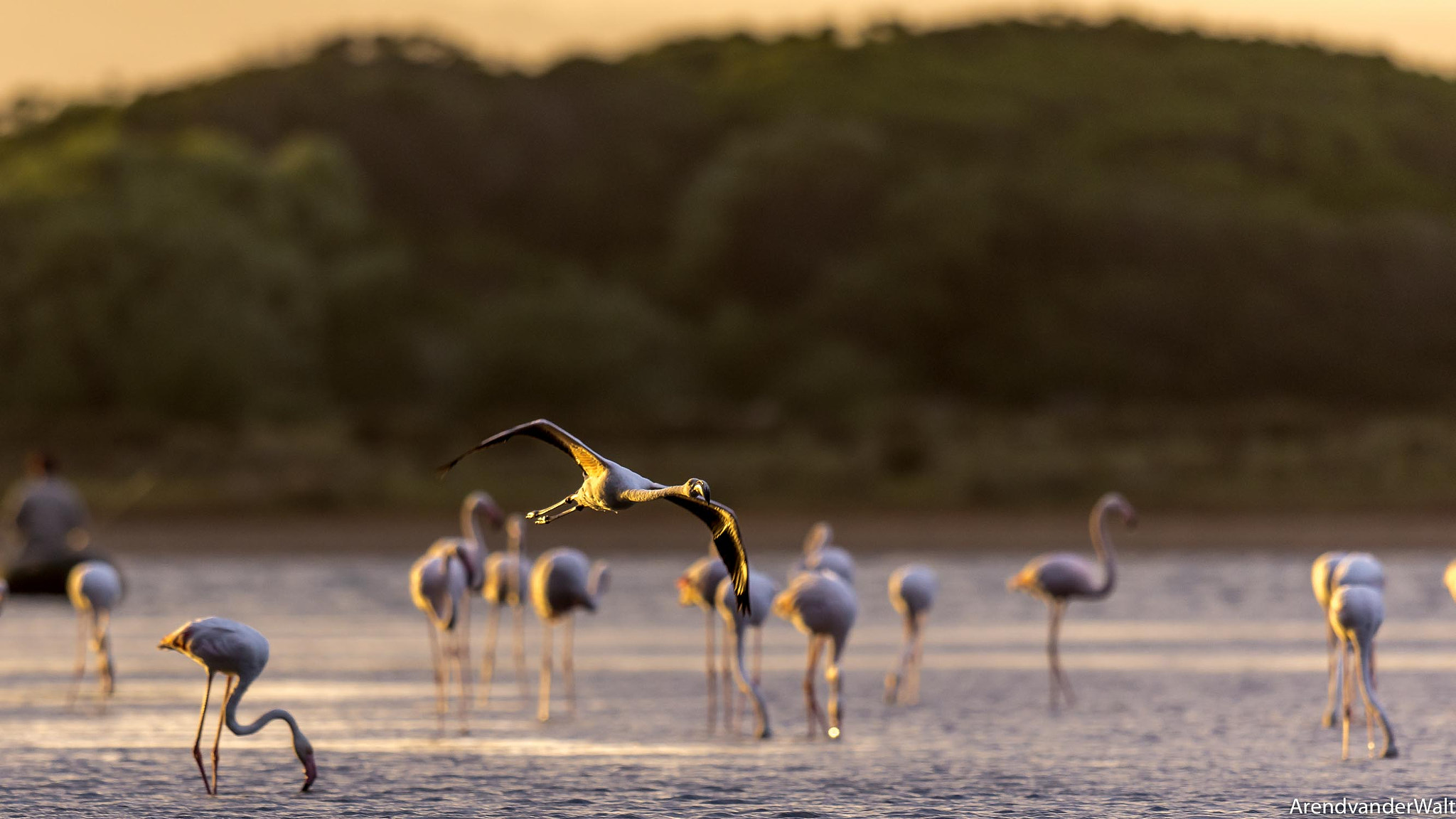 Nikon D7200 + Nikon AF-S Nikkor 500mm F4G ED VR sample photo. Flaminke in hermanus photography