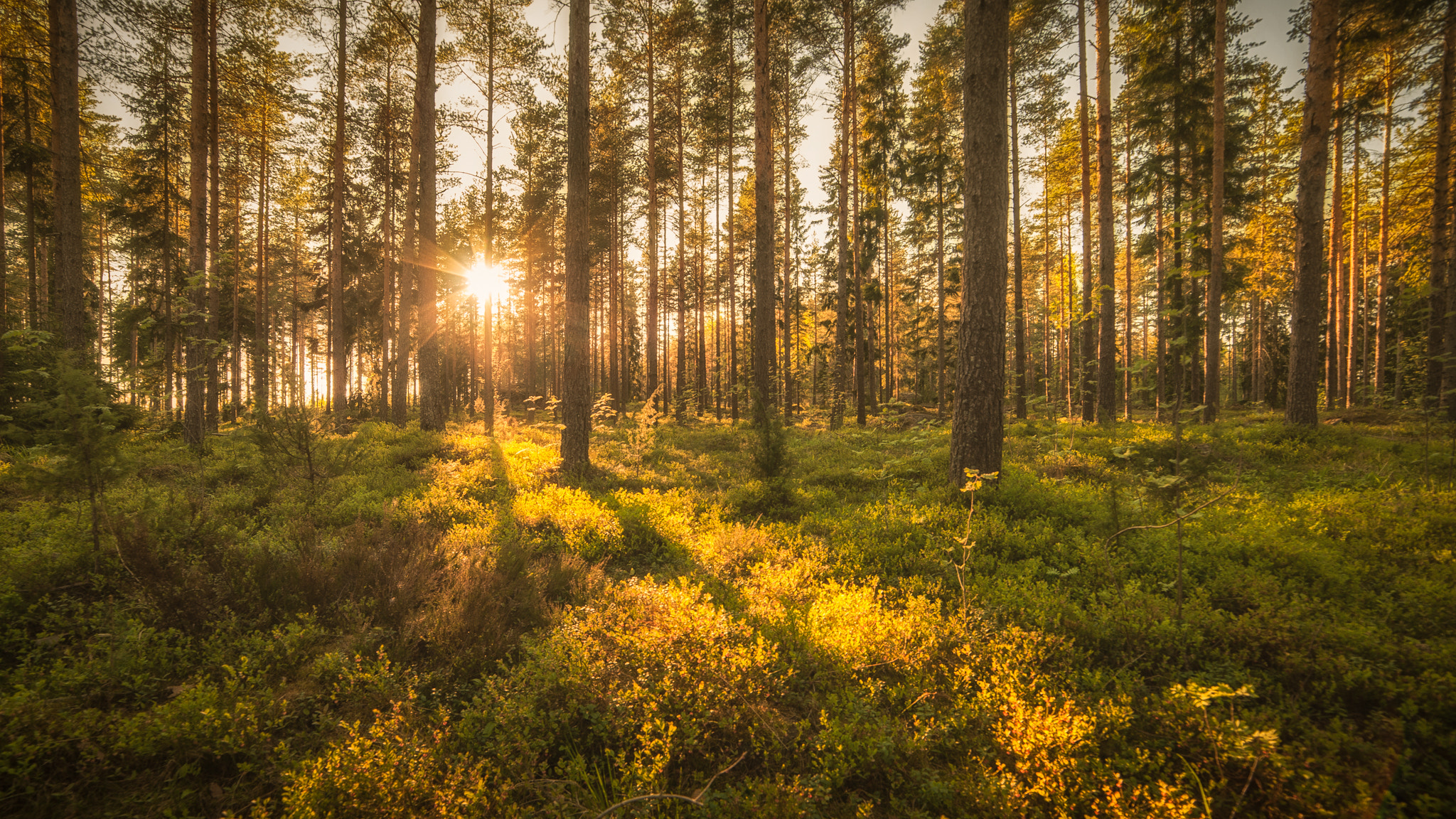 Nikon D3 sample photo. Light in forest photography