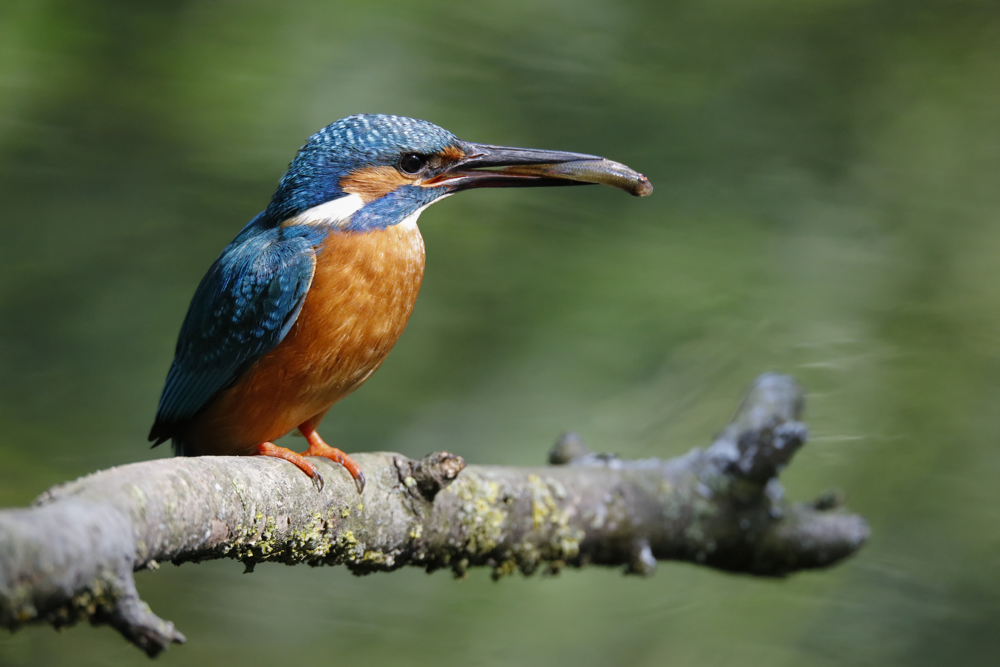 150-600mm F5-6.3 DG OS HSM | Sports 014 sample photo. Ijsvogel photography