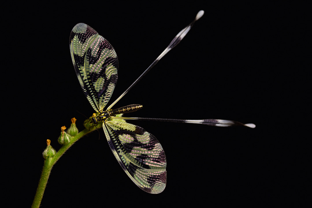 ZEISS Makro-Planar T* 100mm F2 sample photo. Fairy tails photography