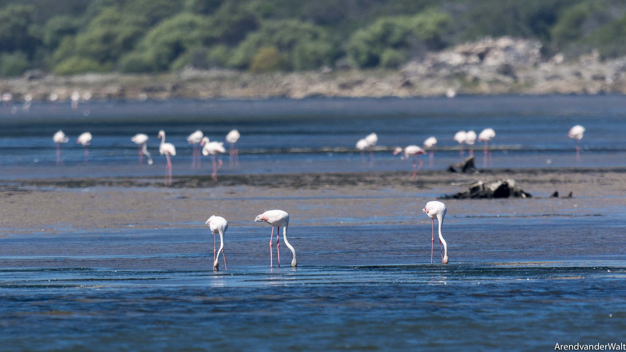 Nikon D7200 + Nikon AF-S Nikkor 500mm F4G ED VR sample photo. Flaminke in hermanus photography