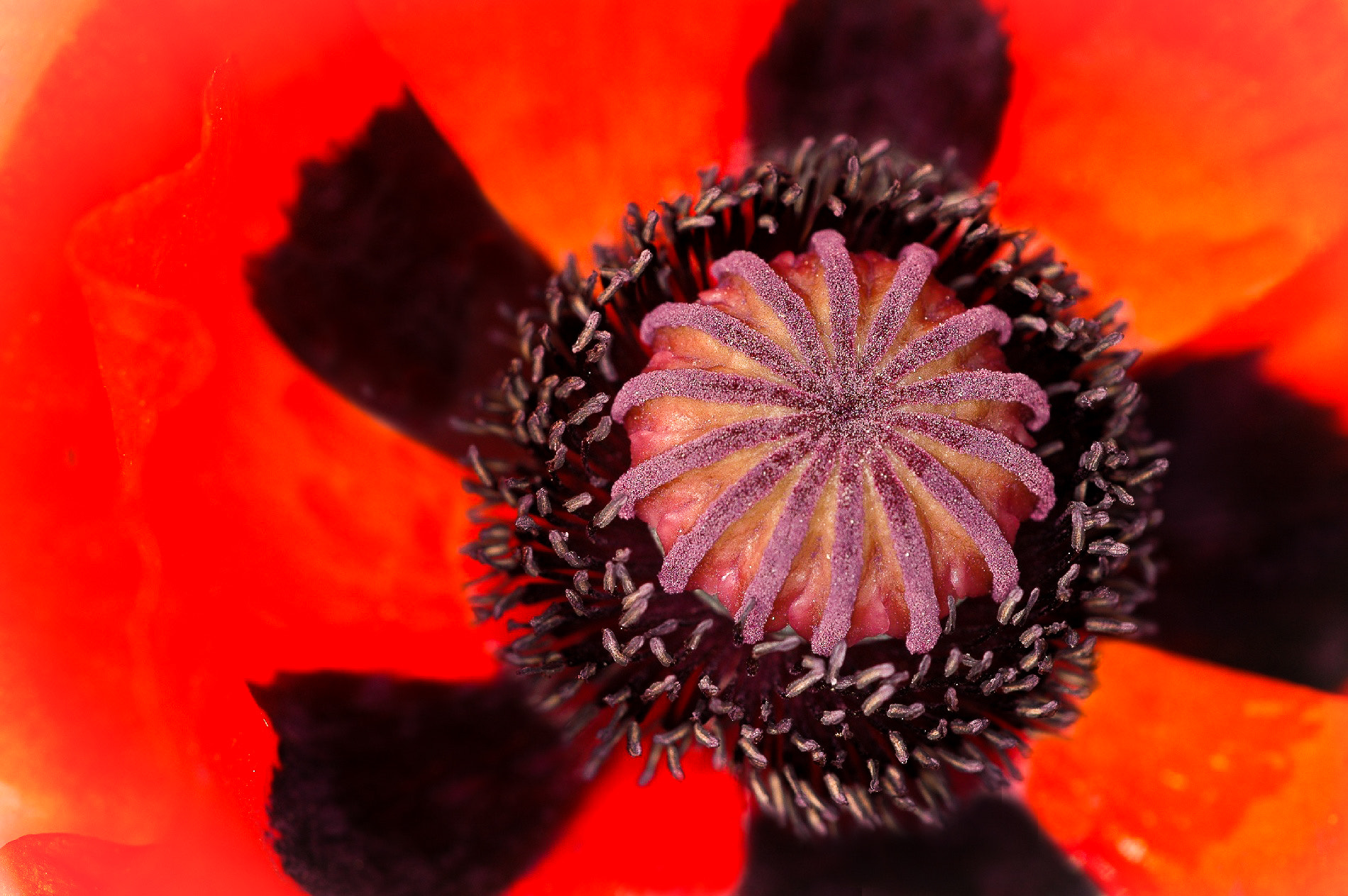 Sigma 150mm F2.8 EX DG Macro HSM sample photo. Papaveraceae photography