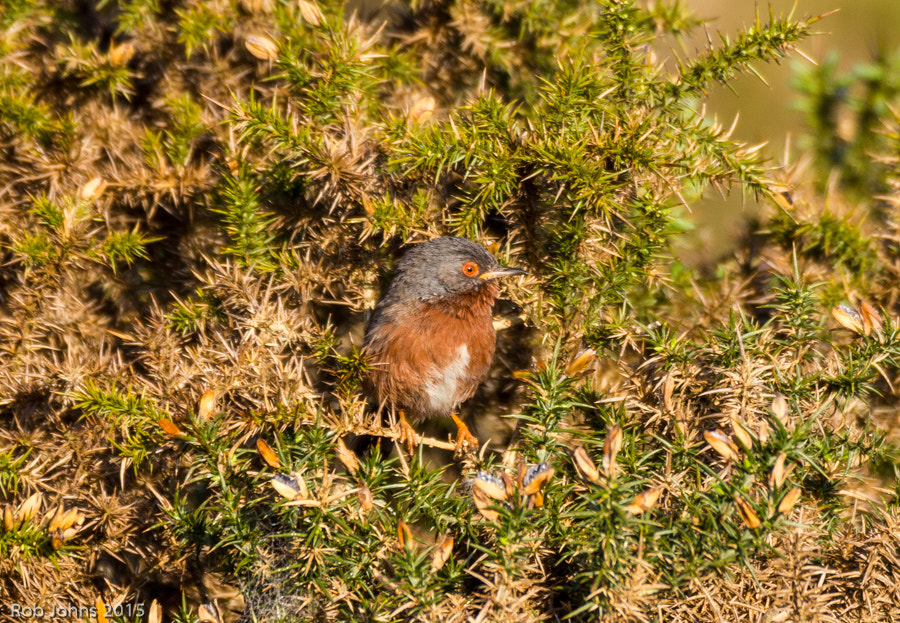 Canon EF 100-400mm F4.5-5.6L IS USM sample photo