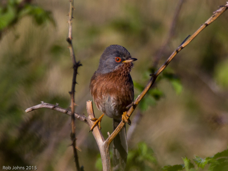 Canon EF 100-400mm F4.5-5.6L IS USM sample photo