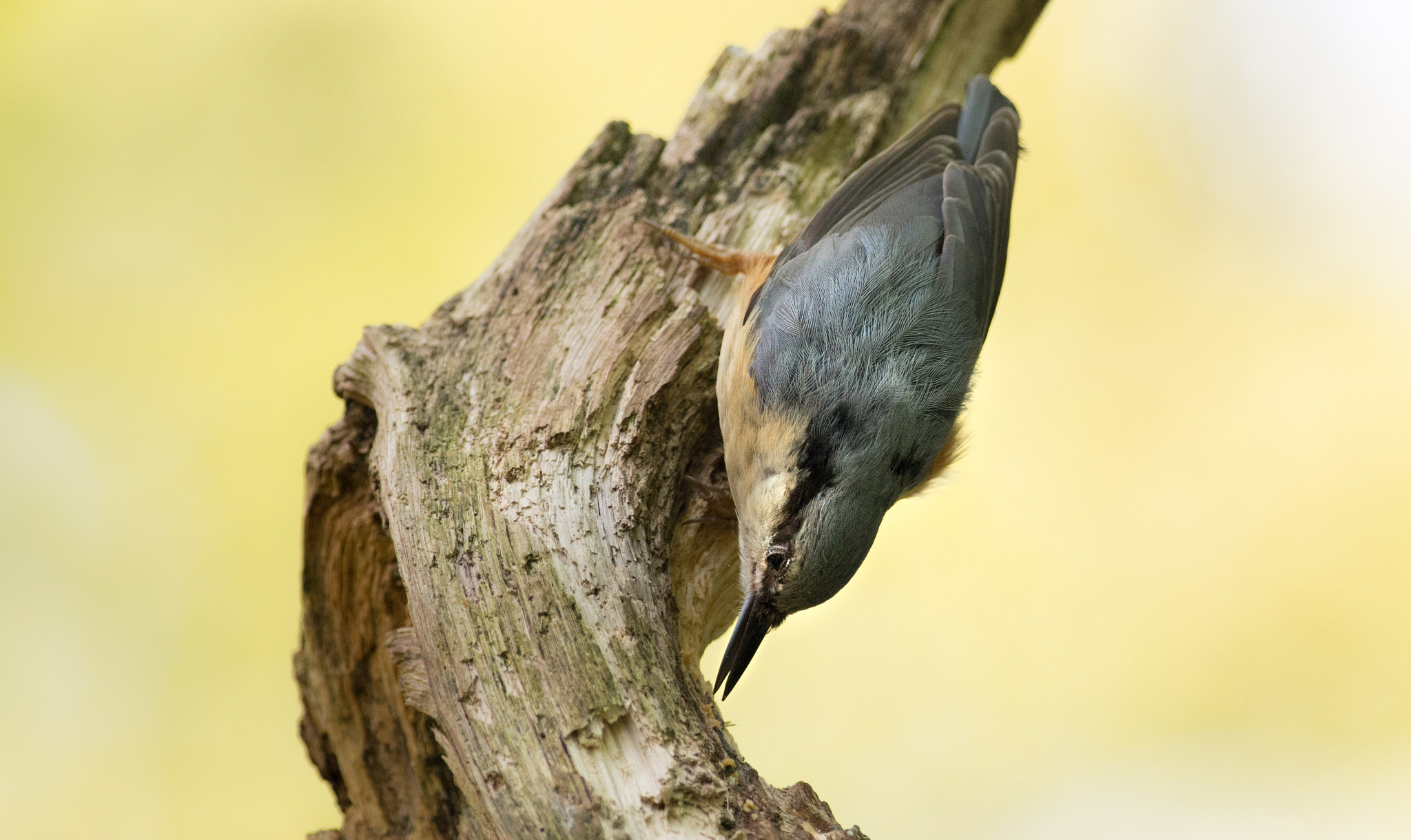 Pentax K-5 IIs sample photo. Nuthatch/boomklever photography