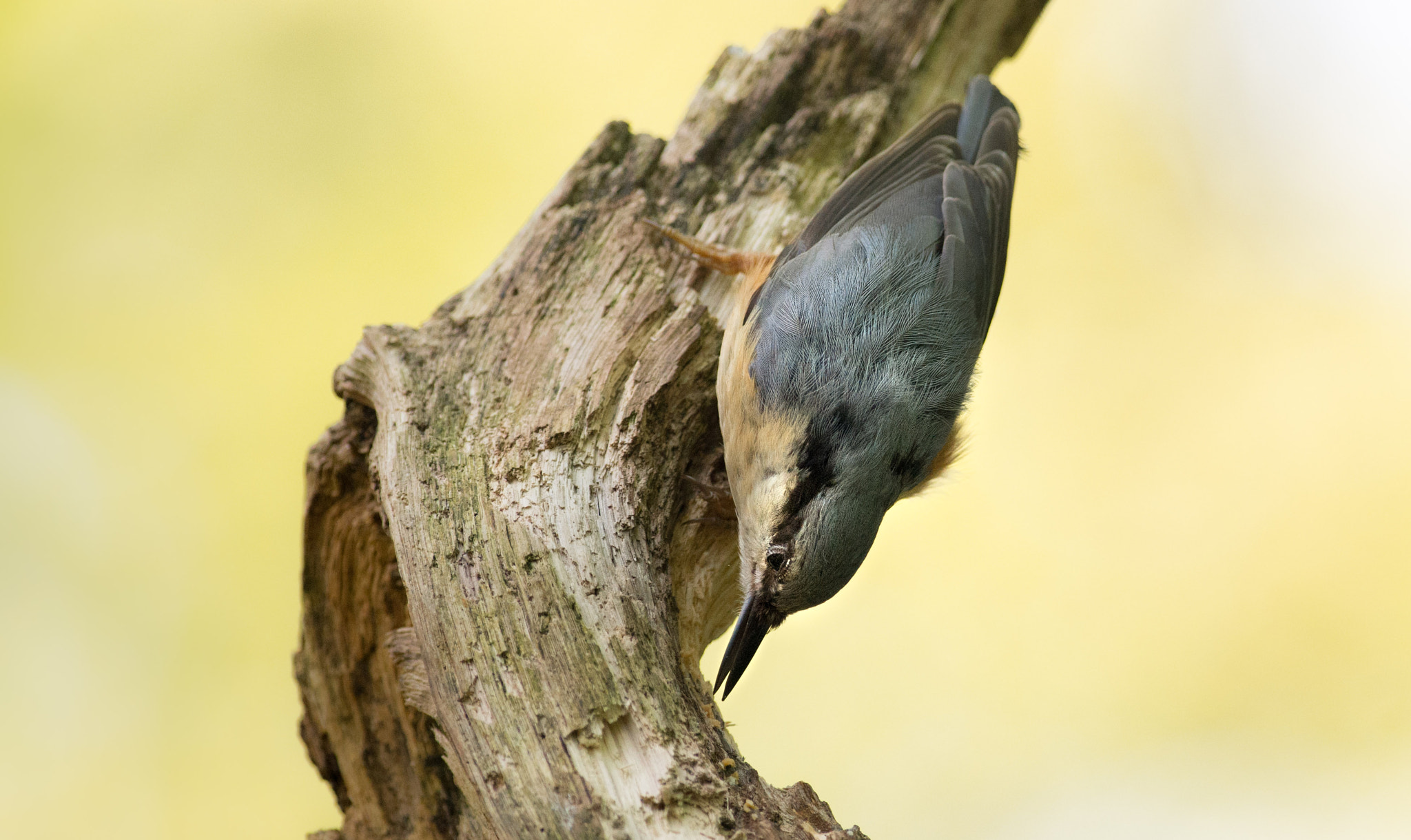 Pentax smc DA* 300mm F4.0 ED (IF) SDM sample photo. Nuthatch/boomklever photography