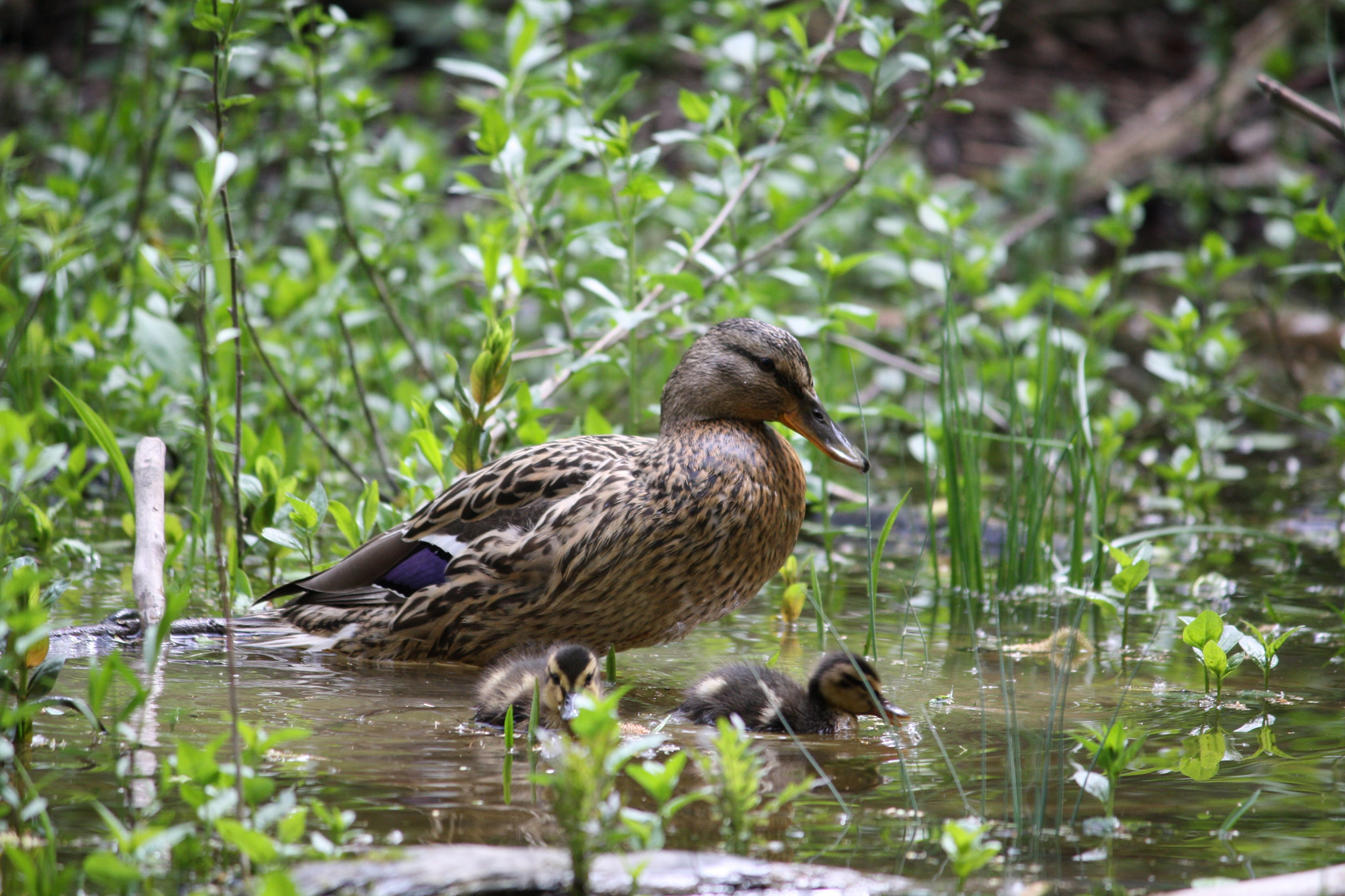 Canon EOS 1000D (EOS Digital Rebel XS / EOS Kiss F) sample photo. Maillard and duckling photography