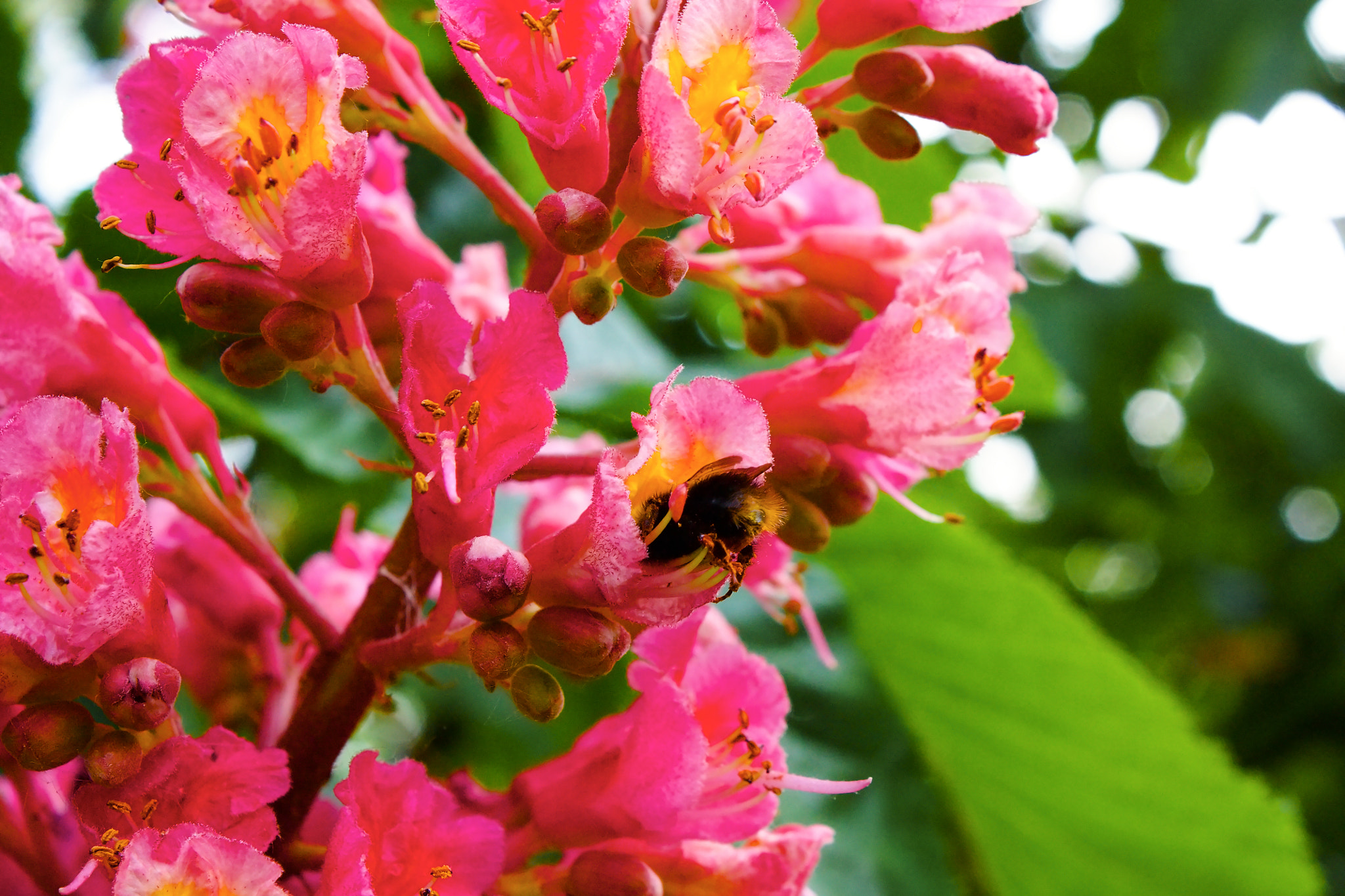 18.00 - 55.00 mm sample photo. Bumblebee on a flower photography