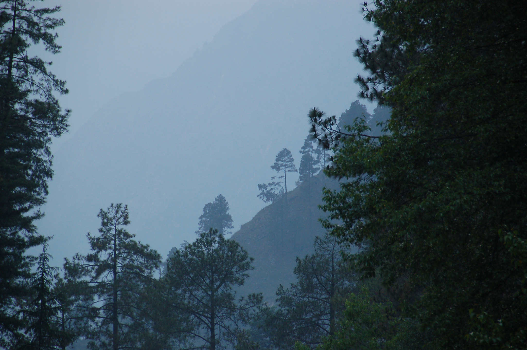 Nikon D50 sample photo. Tree contrast photography