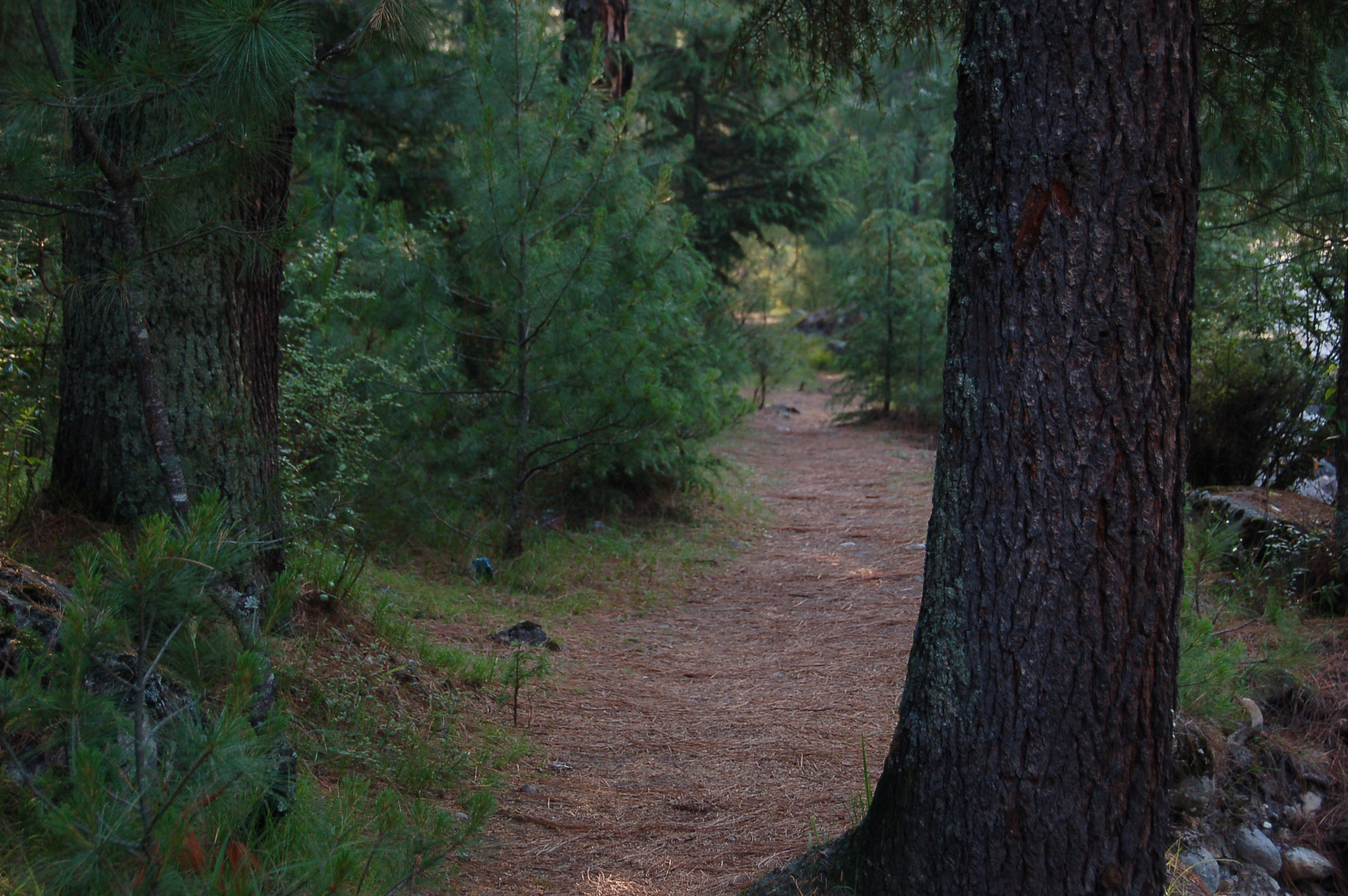 Nikon D50 sample photo. Into the woods photography