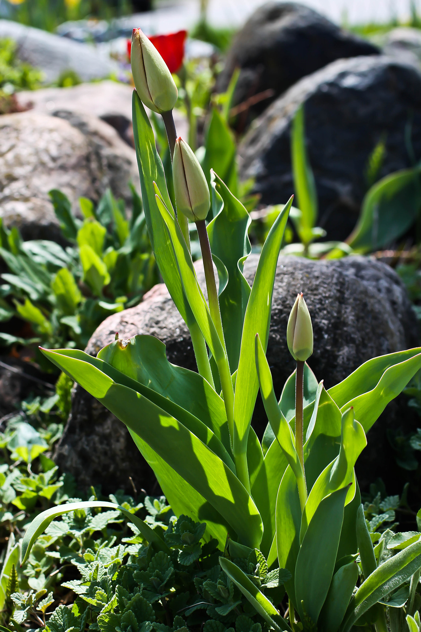 Canon EF 50mm F2.5 Macro sample photo. Tulips photography