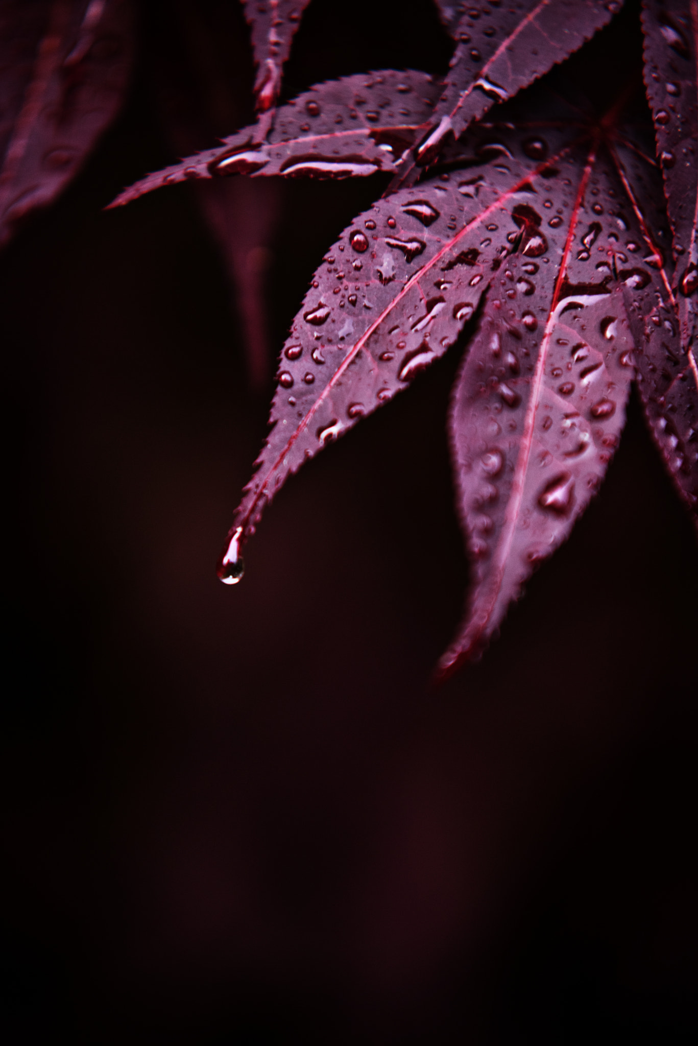 Sigma 70-200mm F2.8 EX DG Macro HSM II sample photo. Raindrops photography
