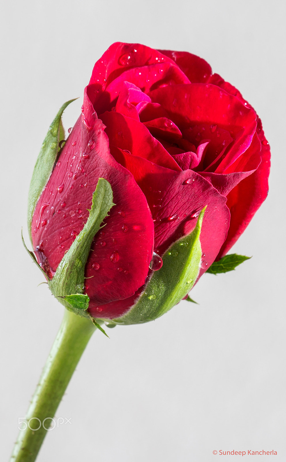 Canon EOS 70D + Canon EF-S 18-135mm F3.5-5.6 IS STM sample photo. Red rose photography