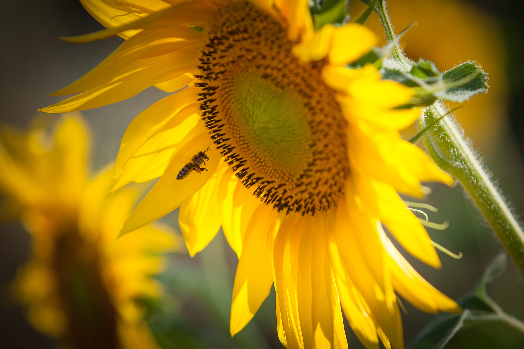 Canon EOS-1D Mark III + Canon EF 70-200mm F2.8L USM sample photo. Sunflower photography