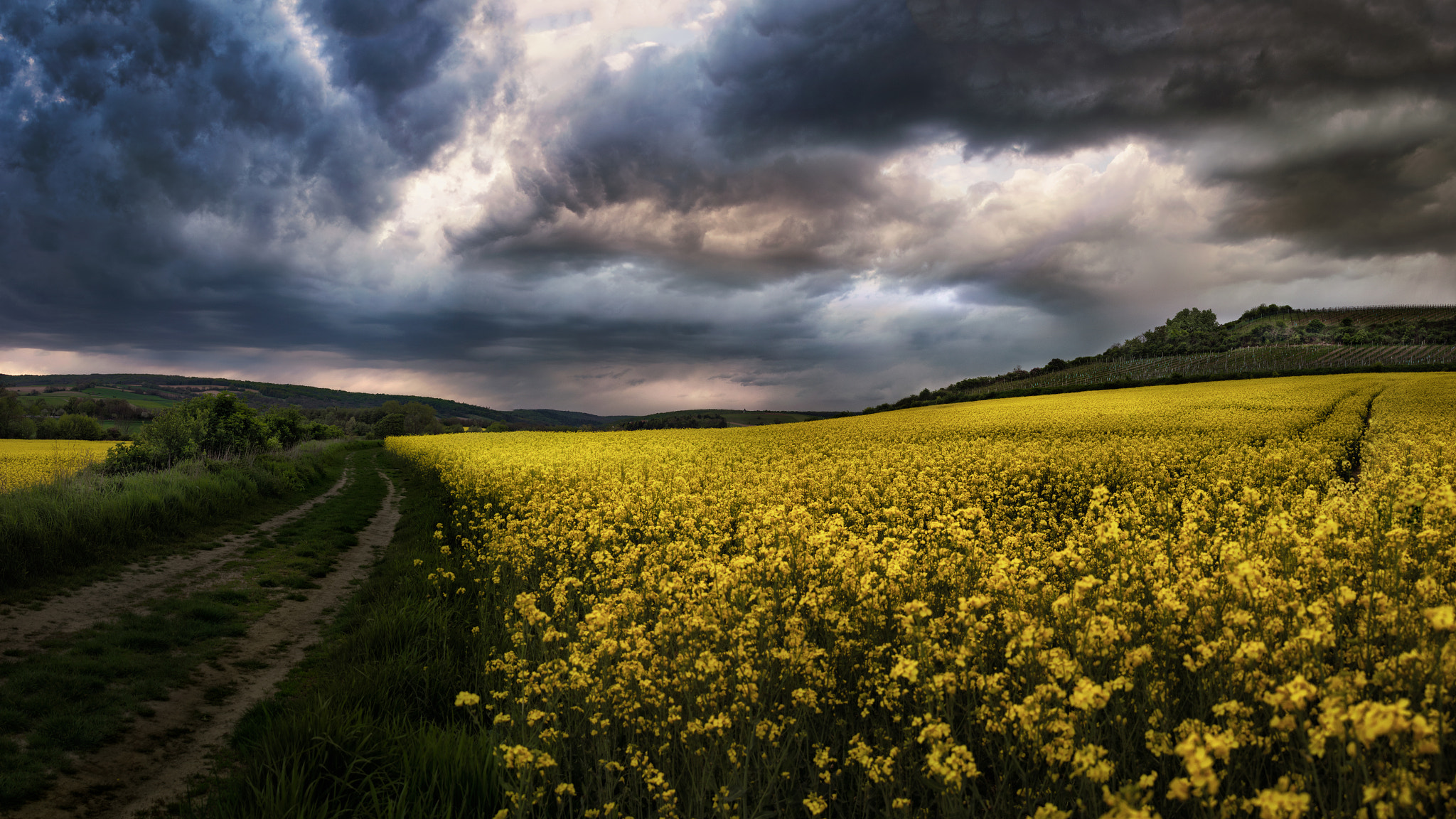 AF Zoom-Nikkor 24-120mm f/3.5-5.6D IF sample photo. Canola clouds (part 3) photography