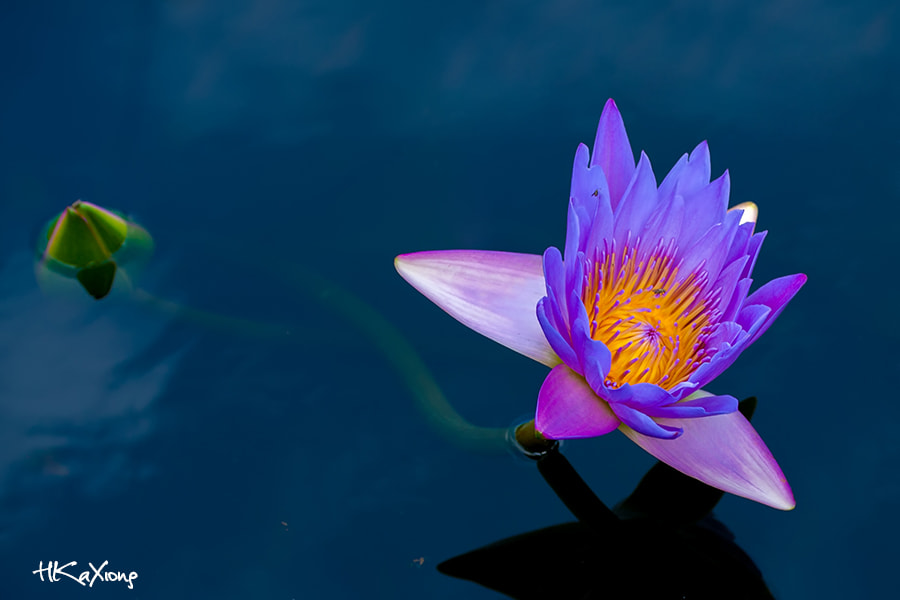 Canon EF-S 60mm F2.8 Macro USM sample photo. Nymphaea photography